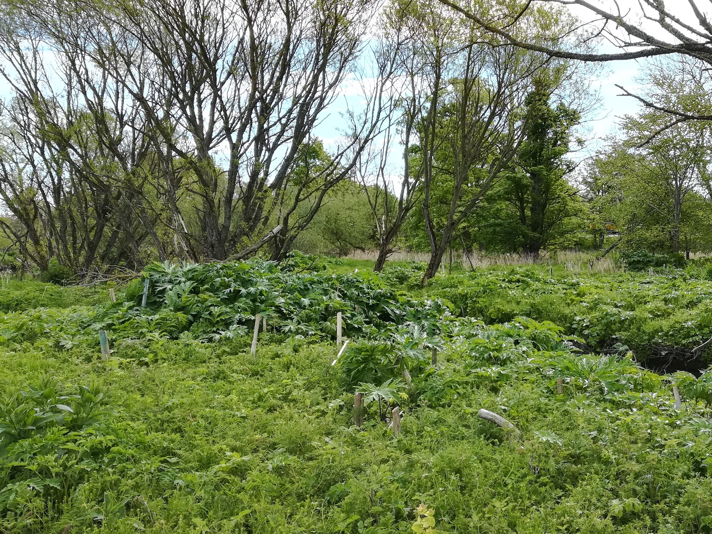 Lemno water hogweed visible 2019