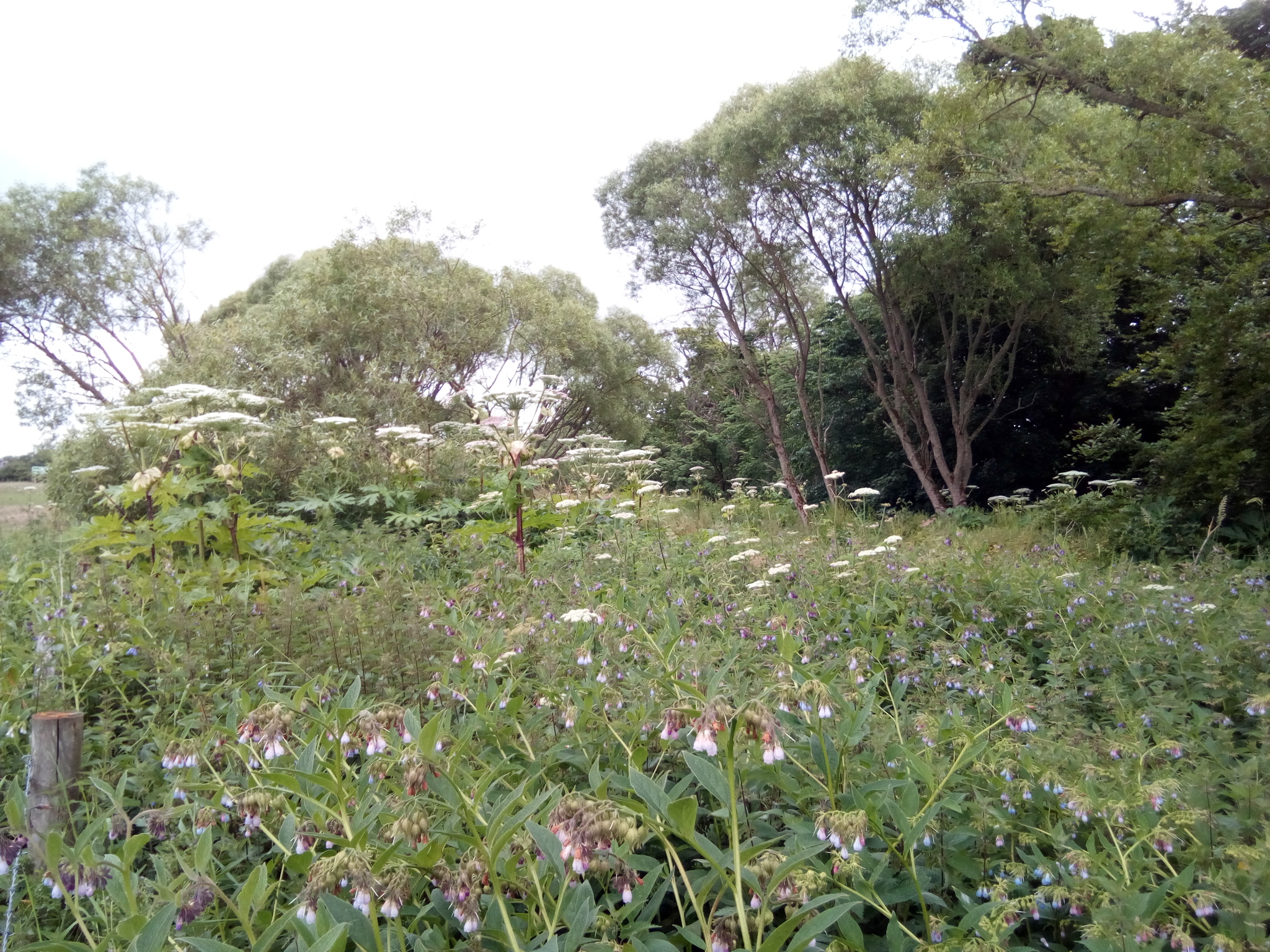 Third year hogweed plants 2020