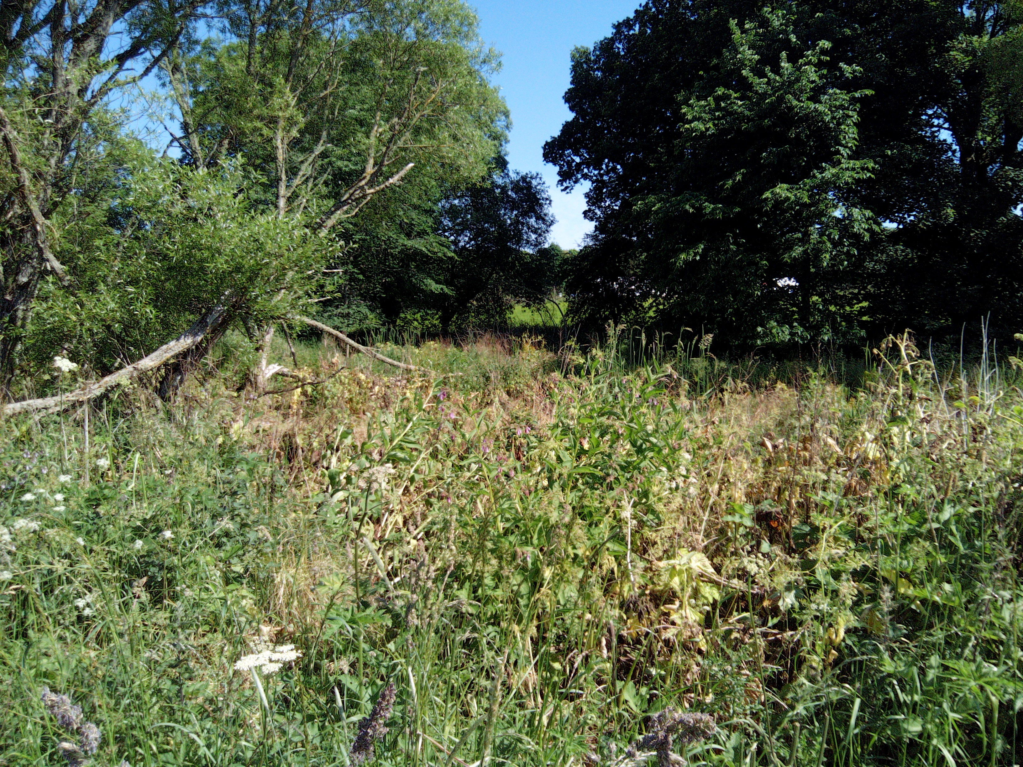 Hogweed treated by chemical application