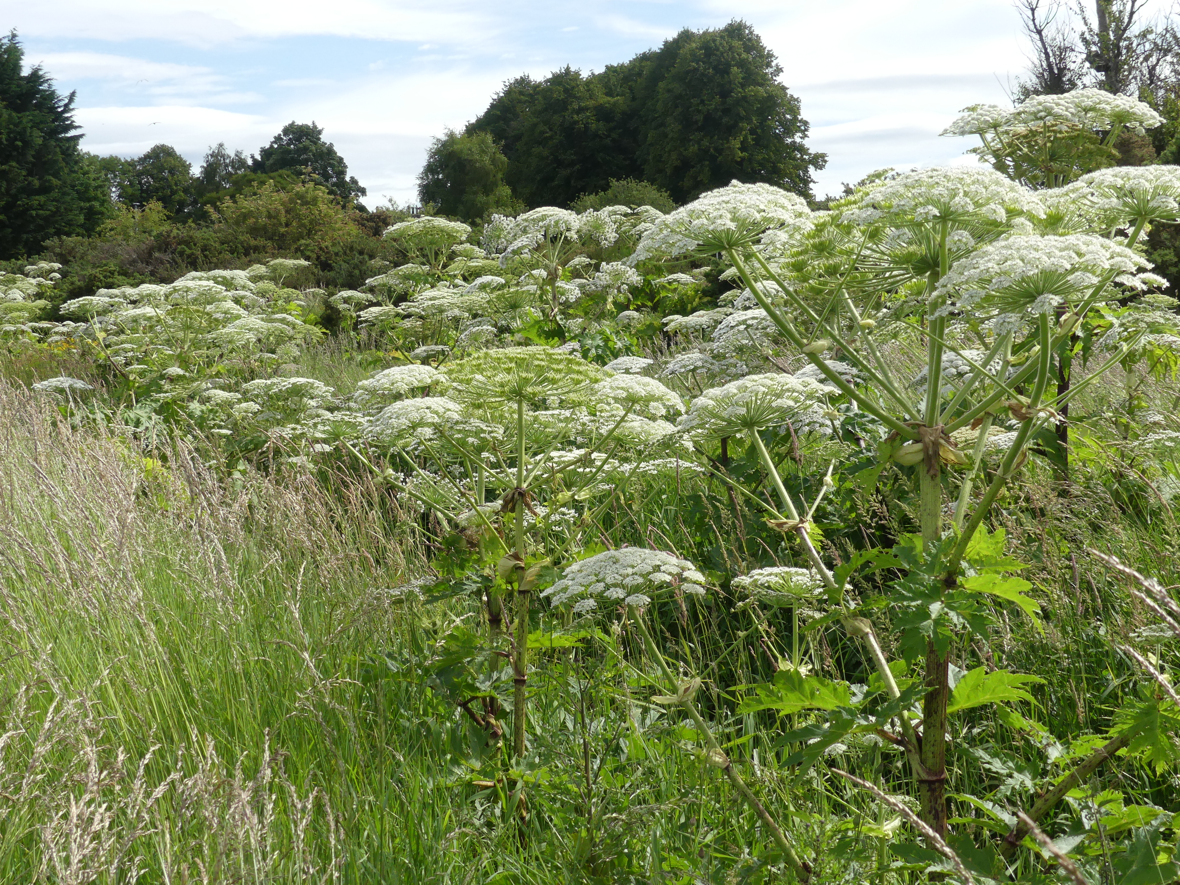 Several giant hogweed flower heads along line of fence