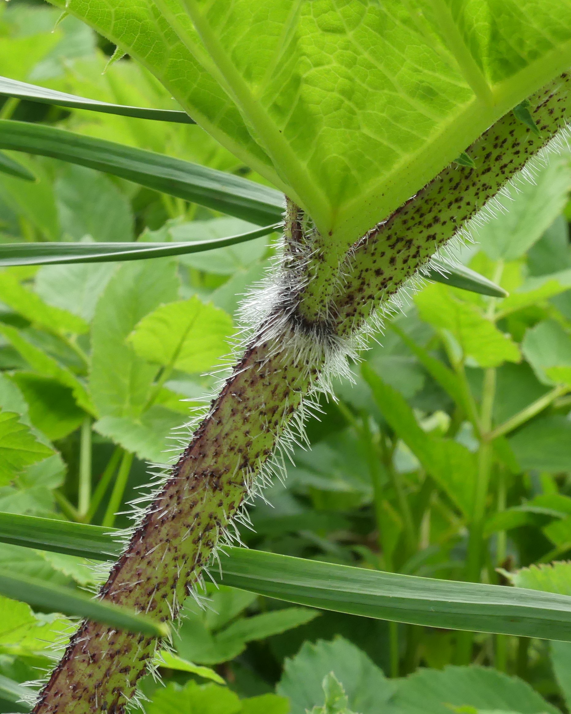 Bristles visible on giant hogweed stem