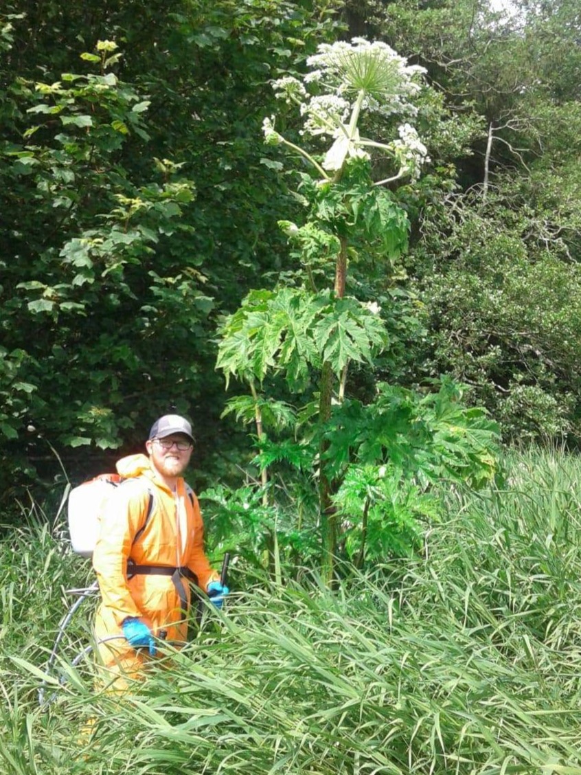 Mature giant hogweed plant with white flower