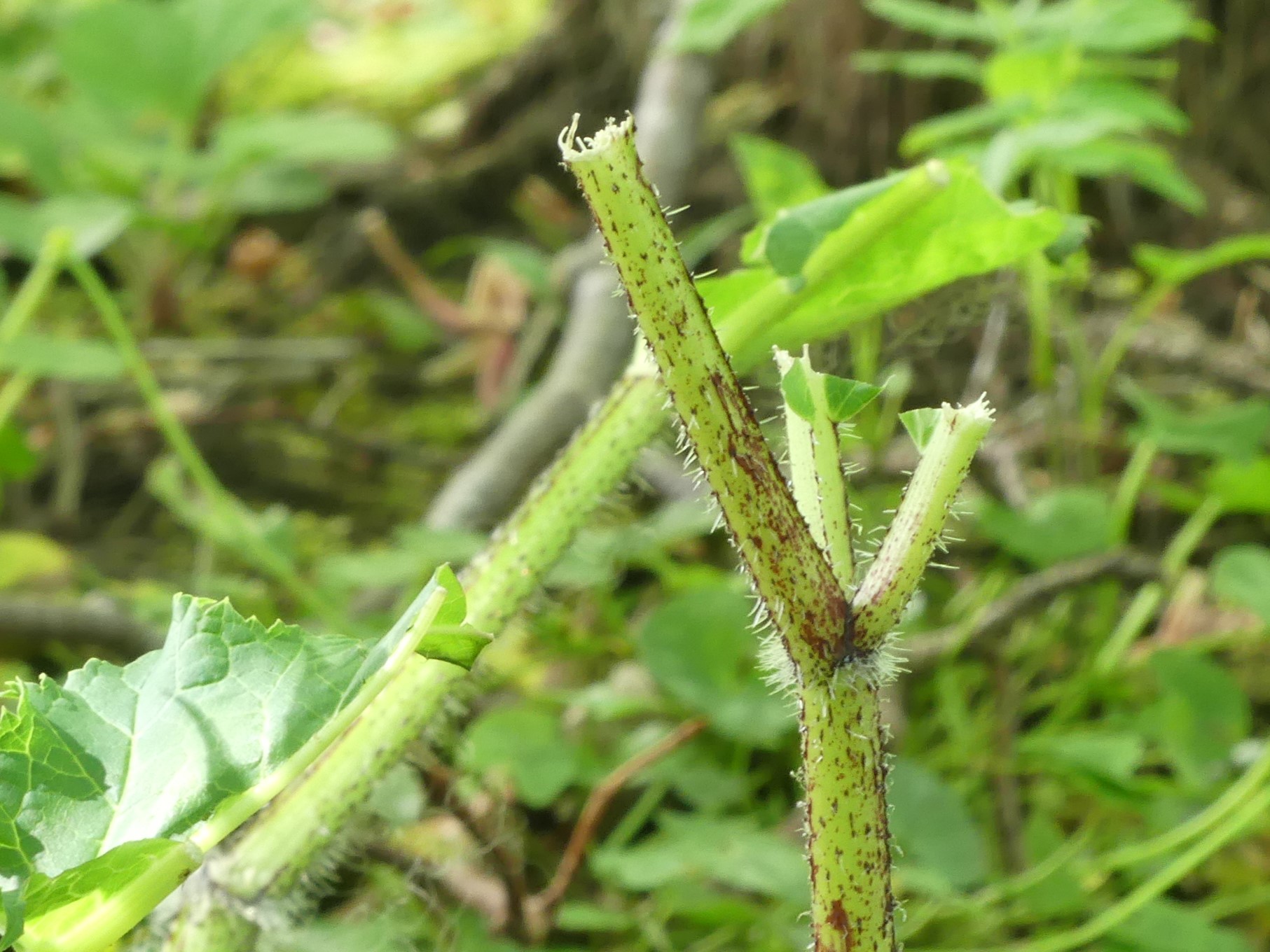Grazed giant hogweed stem