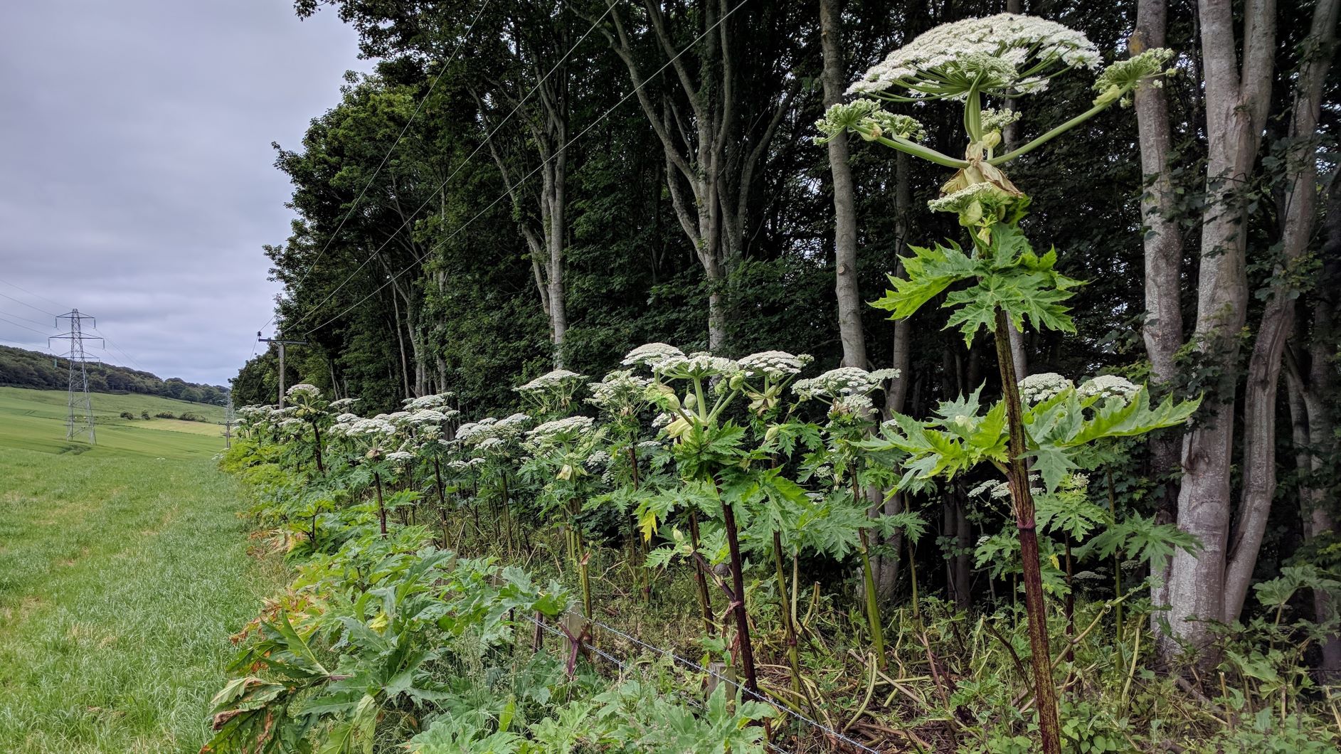 Giant hogweed flowers along an extensive fenceline at trial site