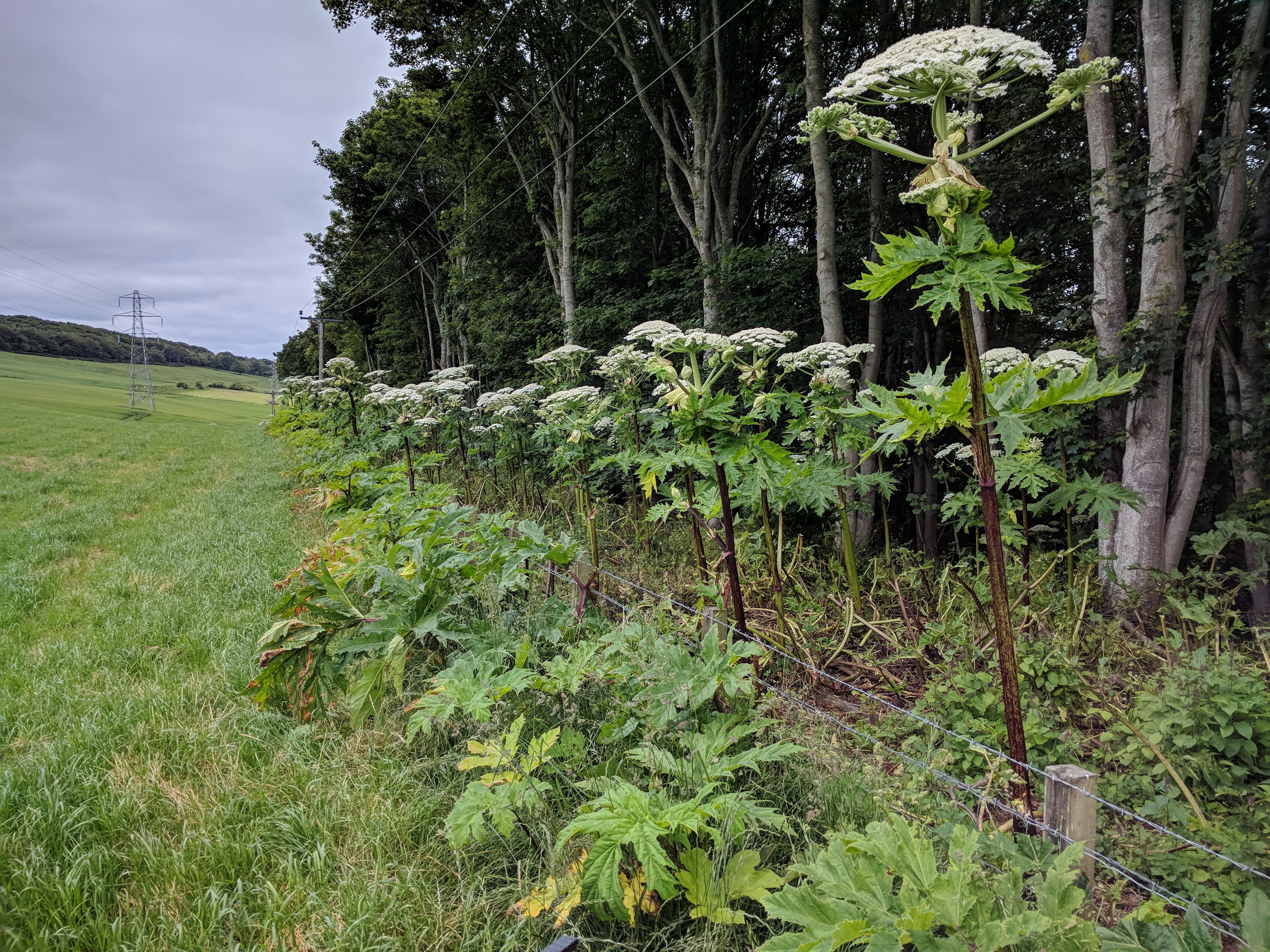 giant hogweed