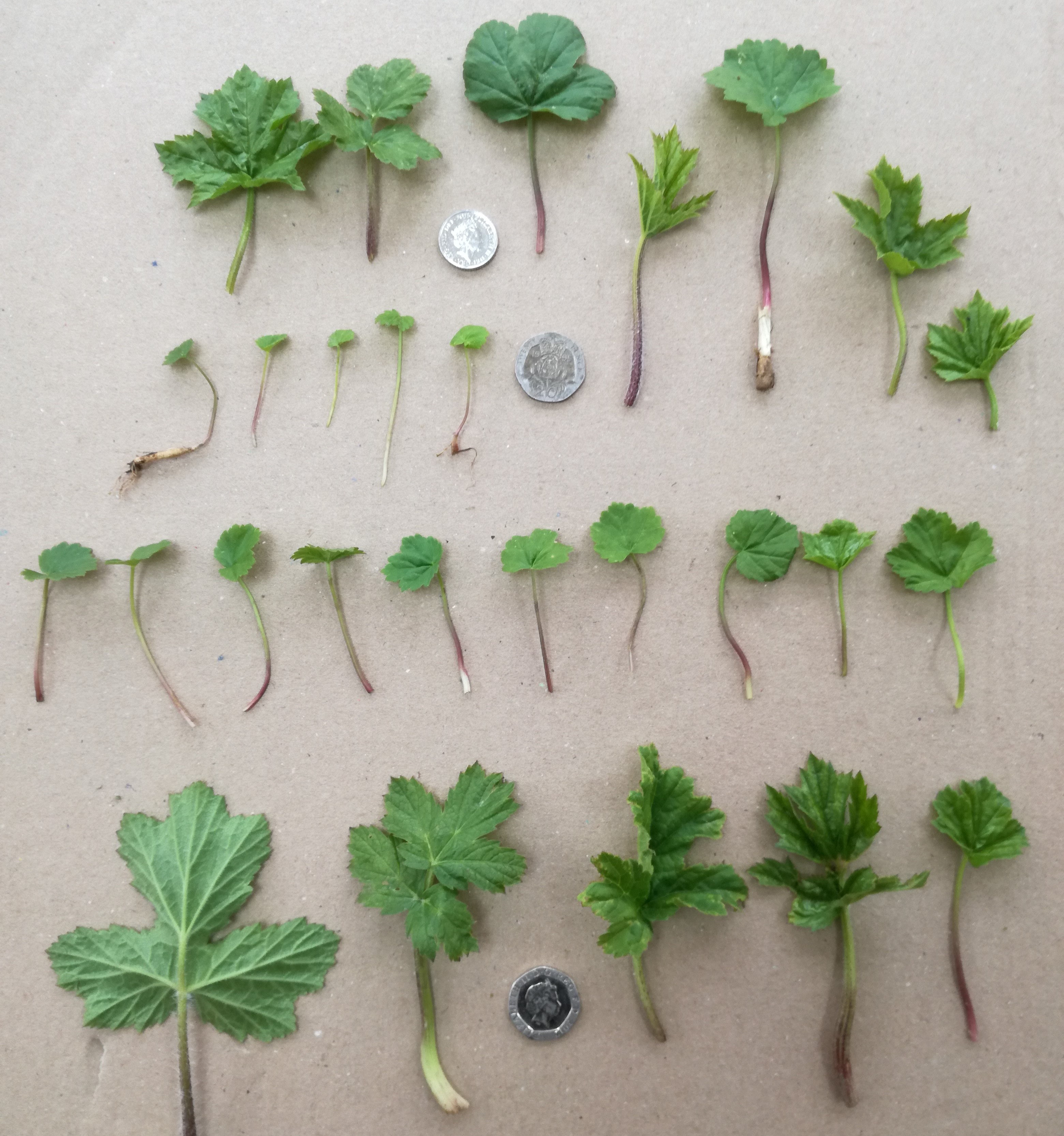 Variation in hogweed seedling morphology
