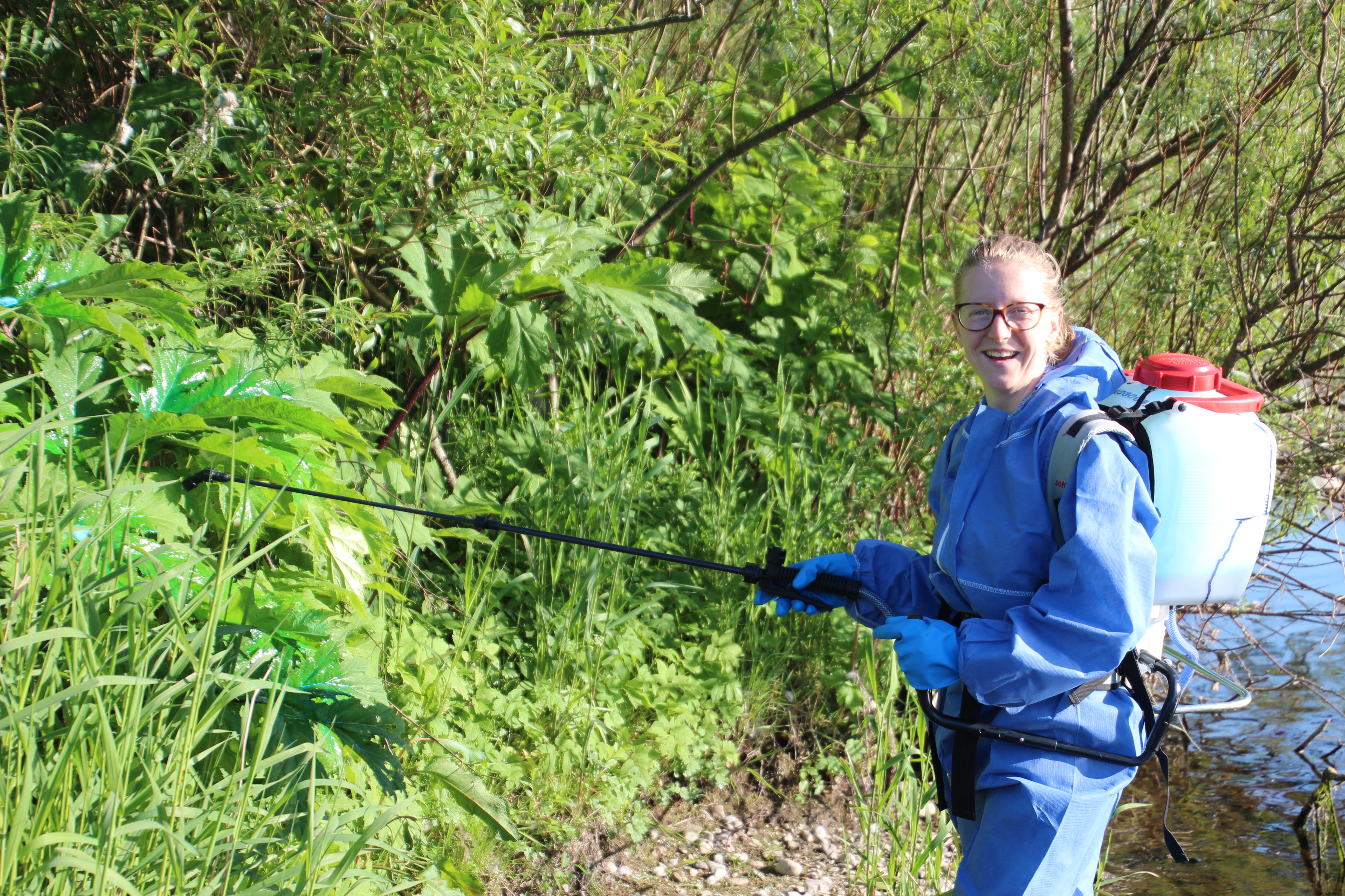 Volunteer spraying giant hogweed