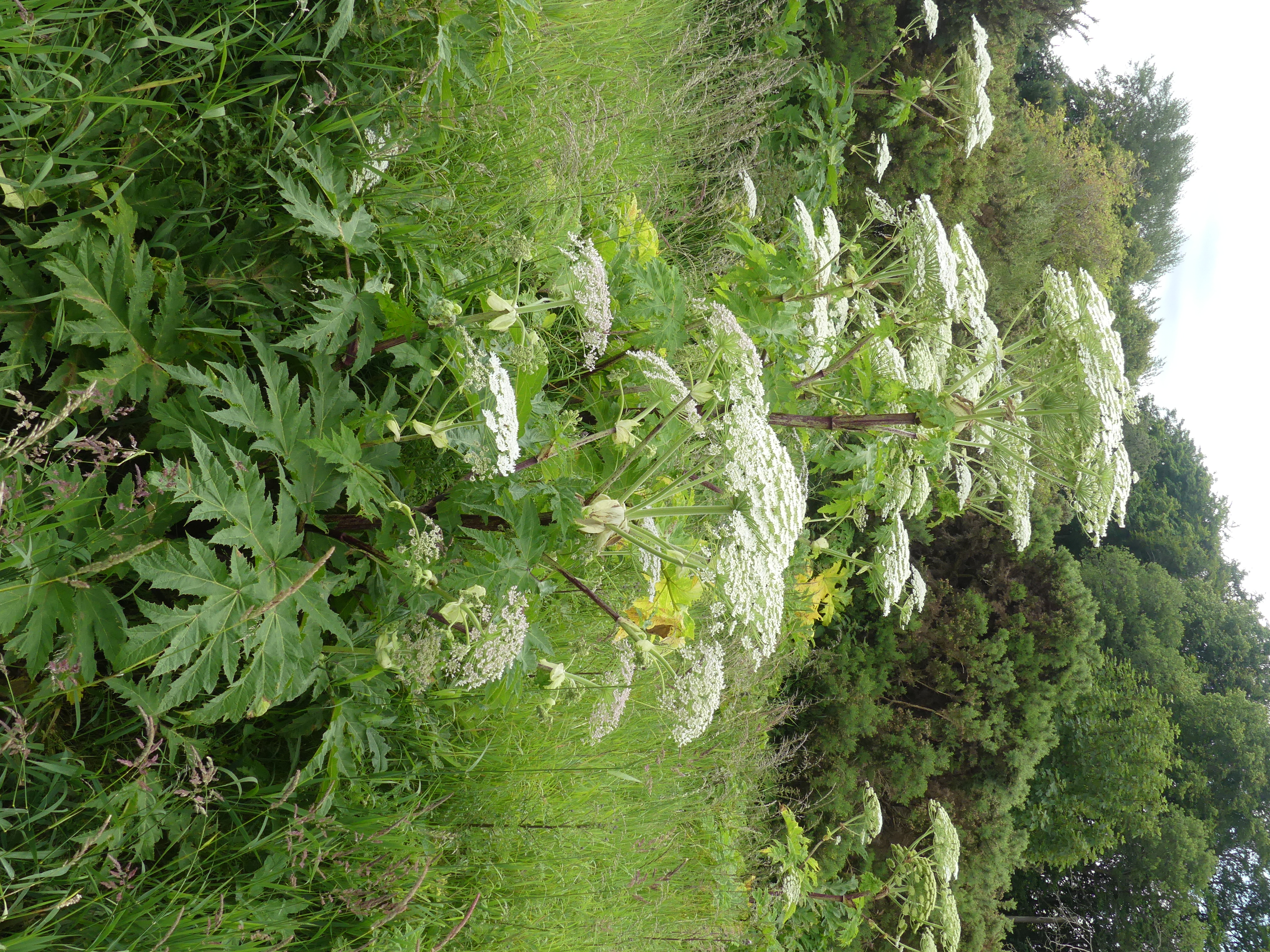 Giant hogweed in flower - flowers large, white and umbrella shaped