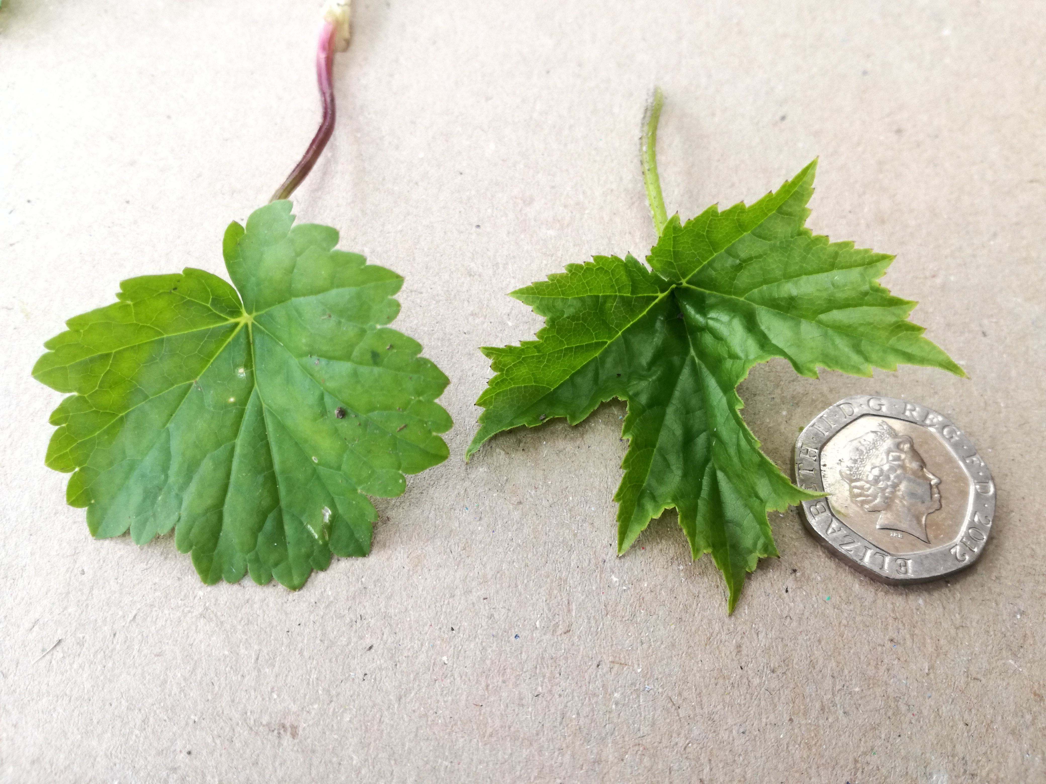 Variation in hogweed seedling morphology