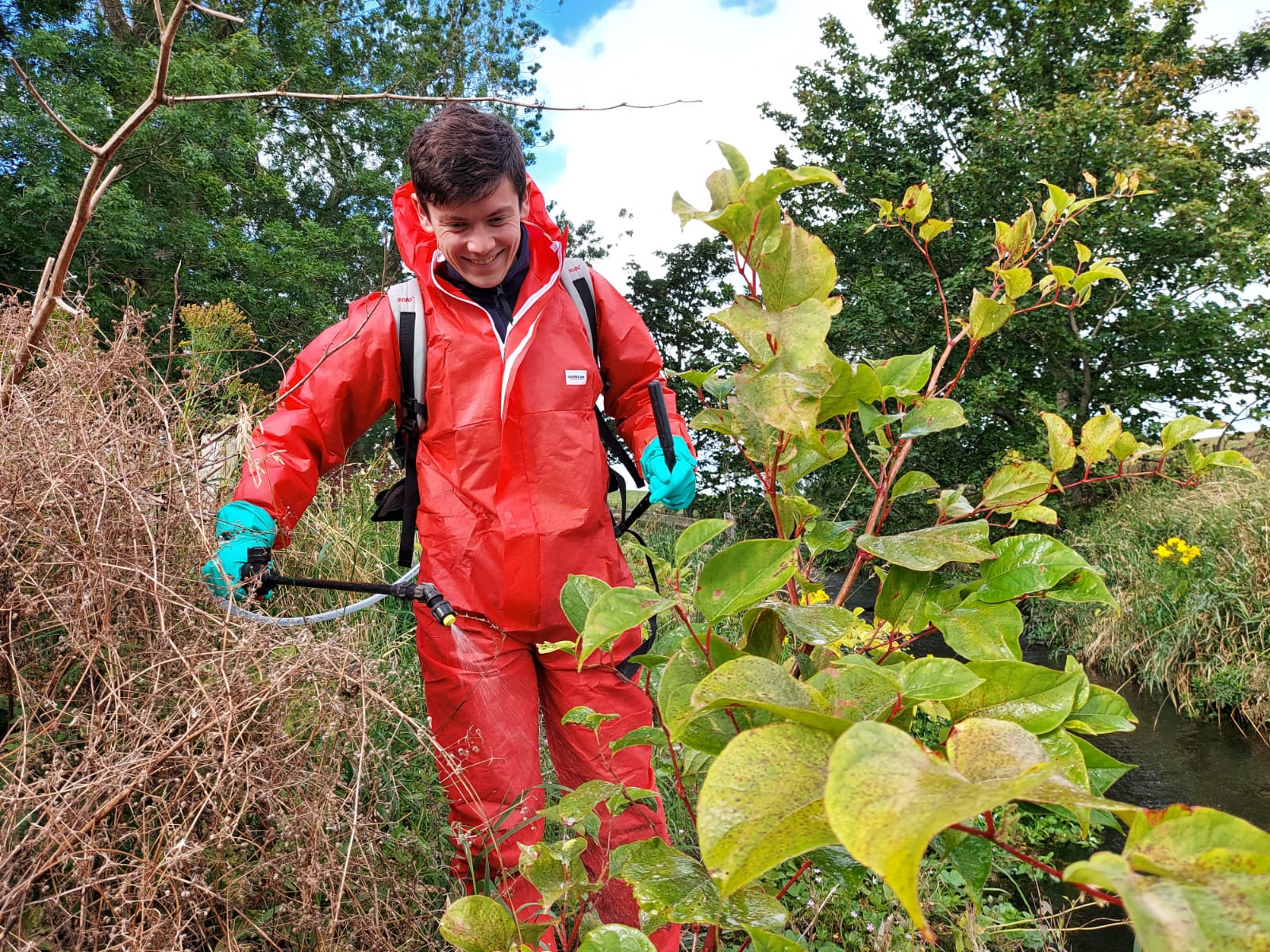 SISI staff spraying Japanese knotweed