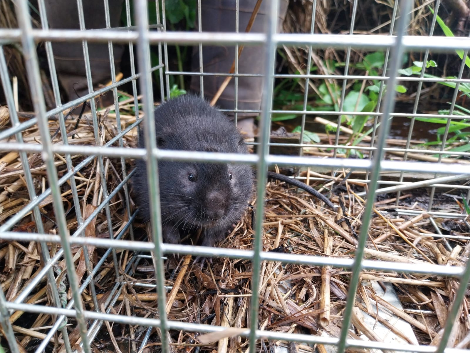 Water vole