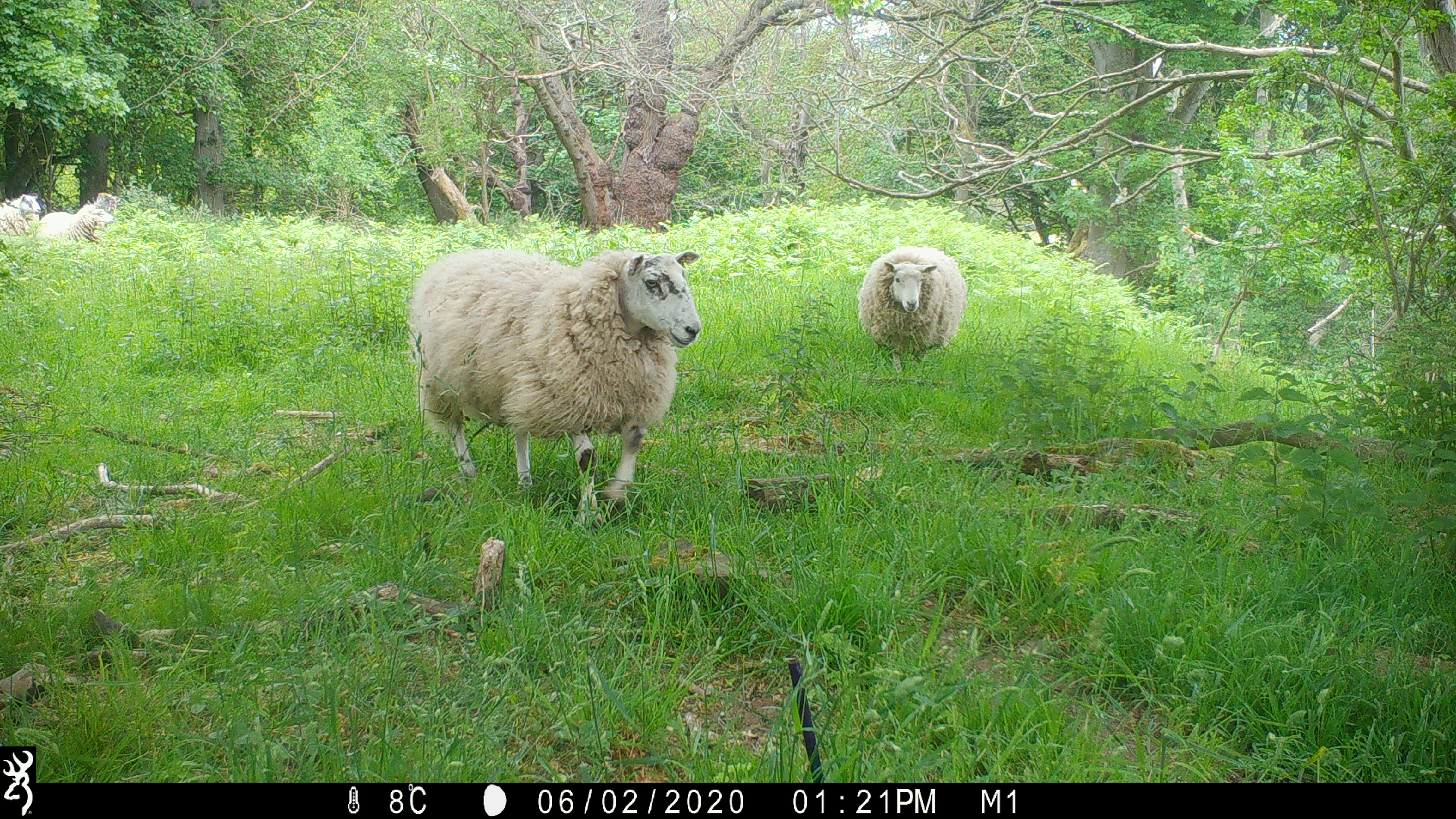 Sheep grazing caught on camera trap