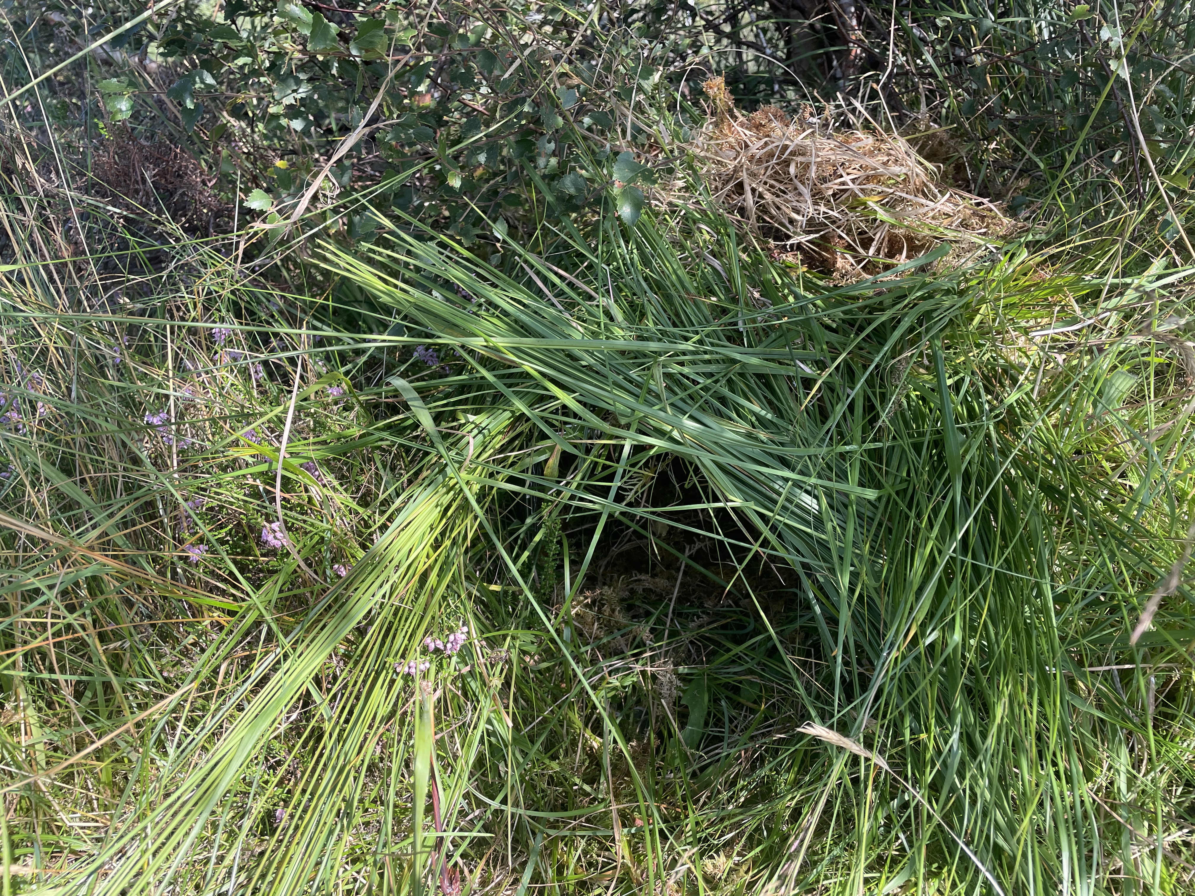 Mink trap disguised with grass and vegetation
