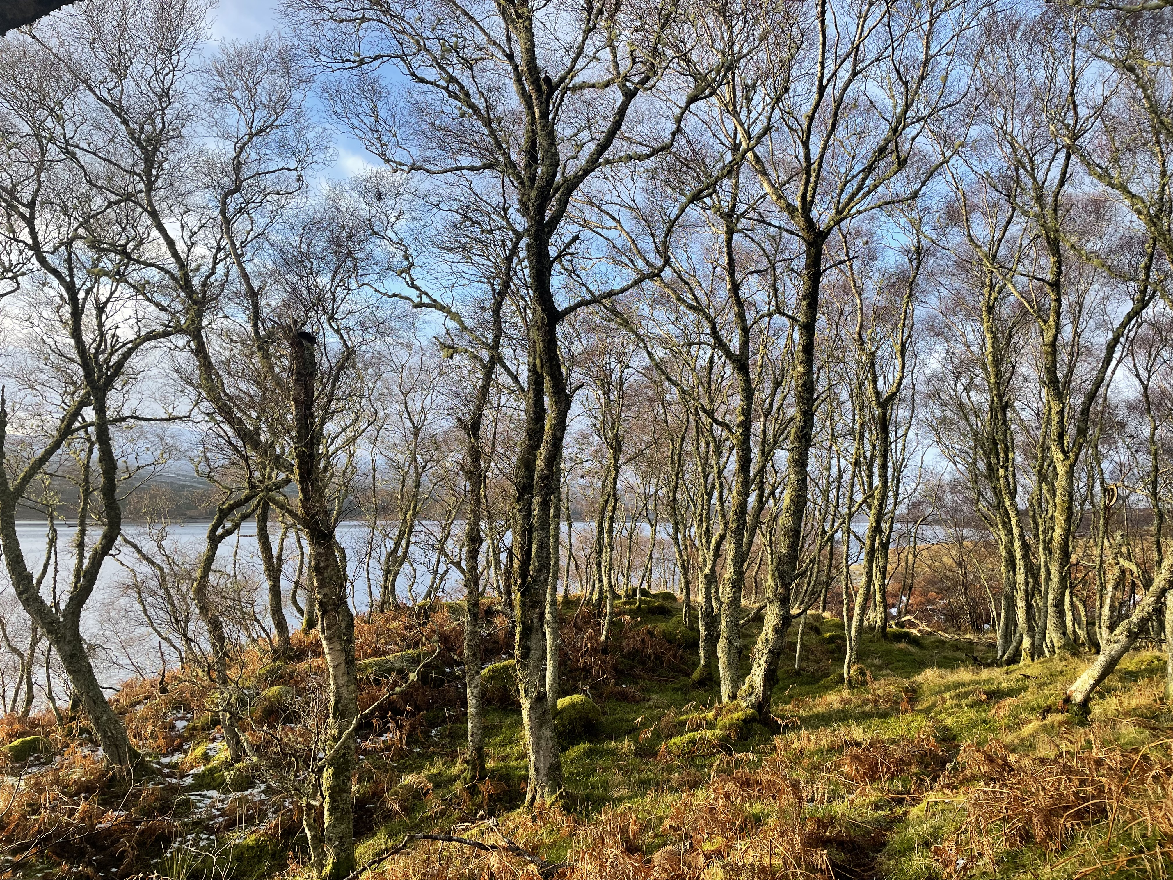 Woodland in winter by Loch Shin