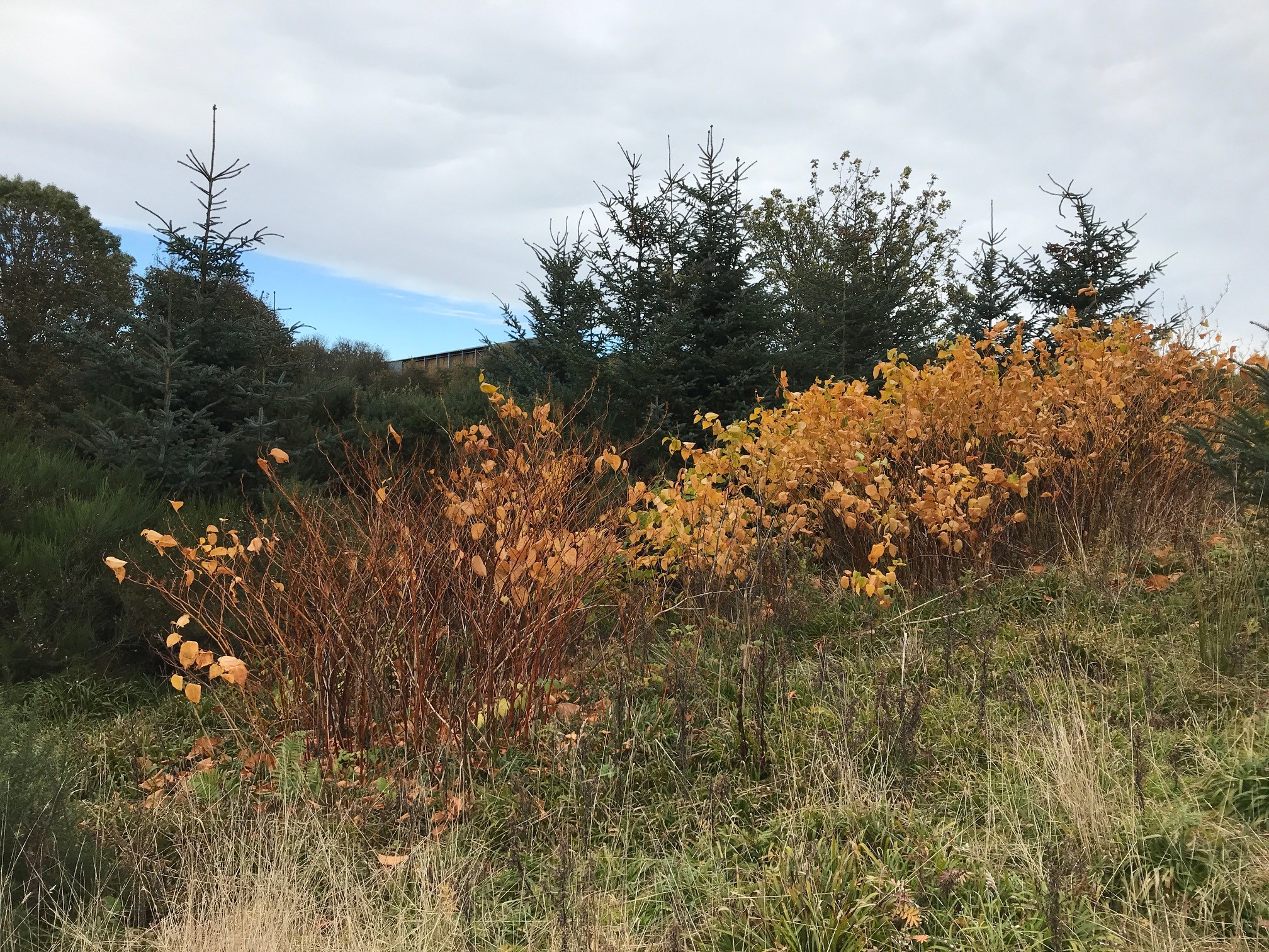 Japanese knotweed on Ury burn site C after control - knotweed browning