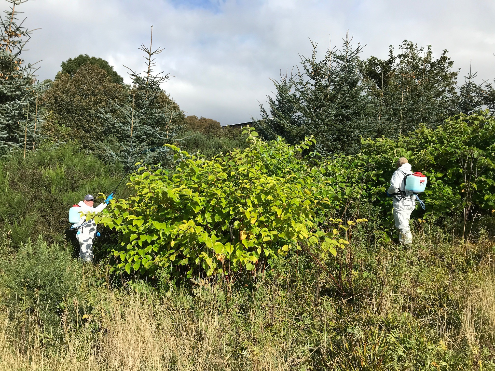 Japanese knotweed on Ury burn site C before control - green knotweed visible