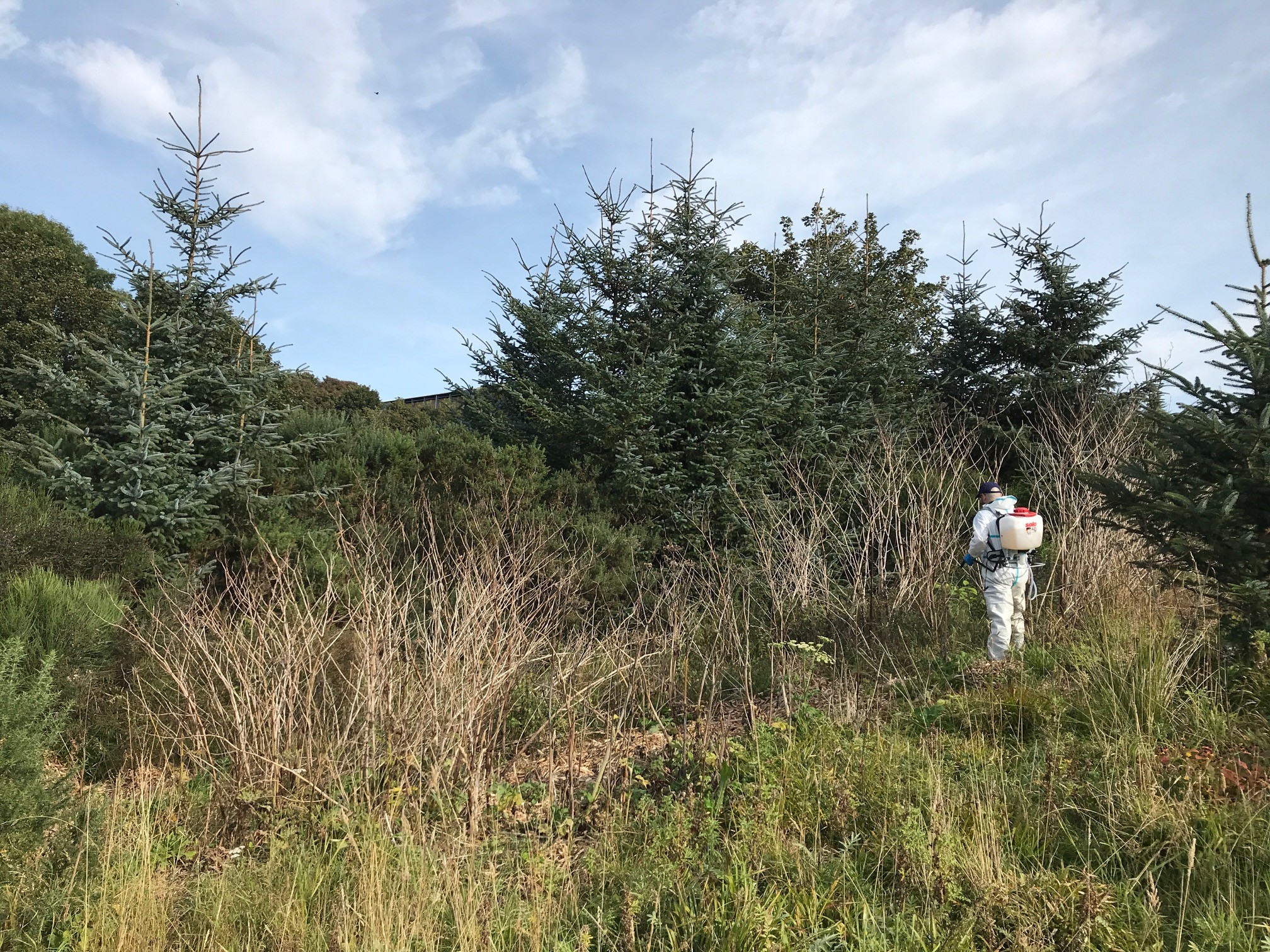 Japanese knotweed on Ury burn site C in 2020 - dead stems visible