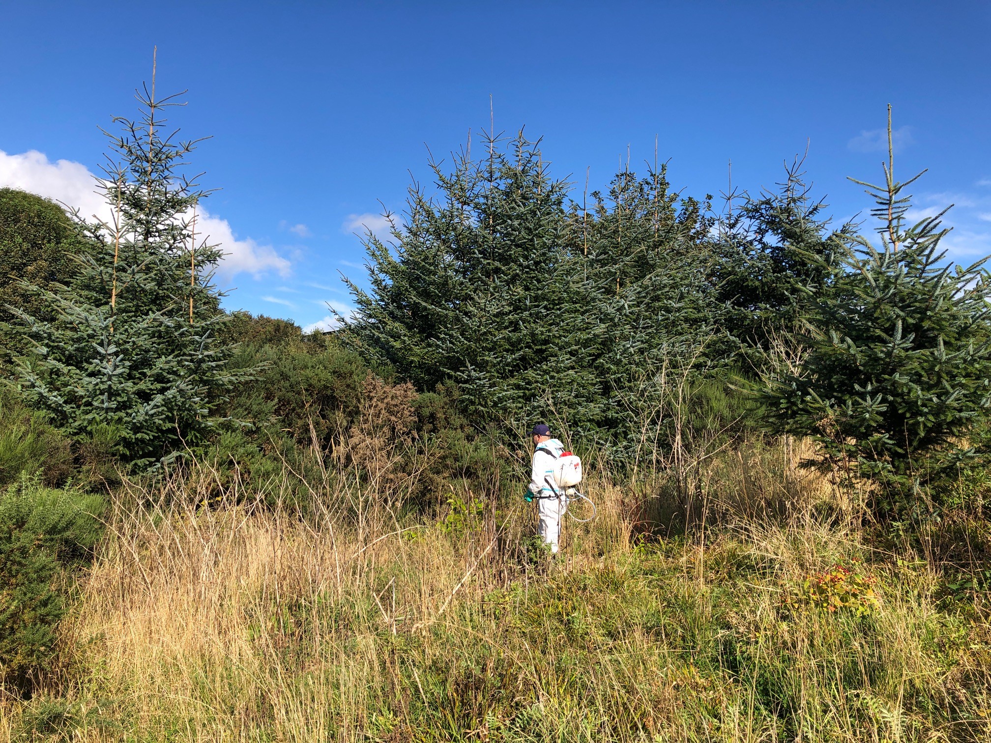 Japanese knotweed on Ury burn site C in 2021 - fewer dead stems visible