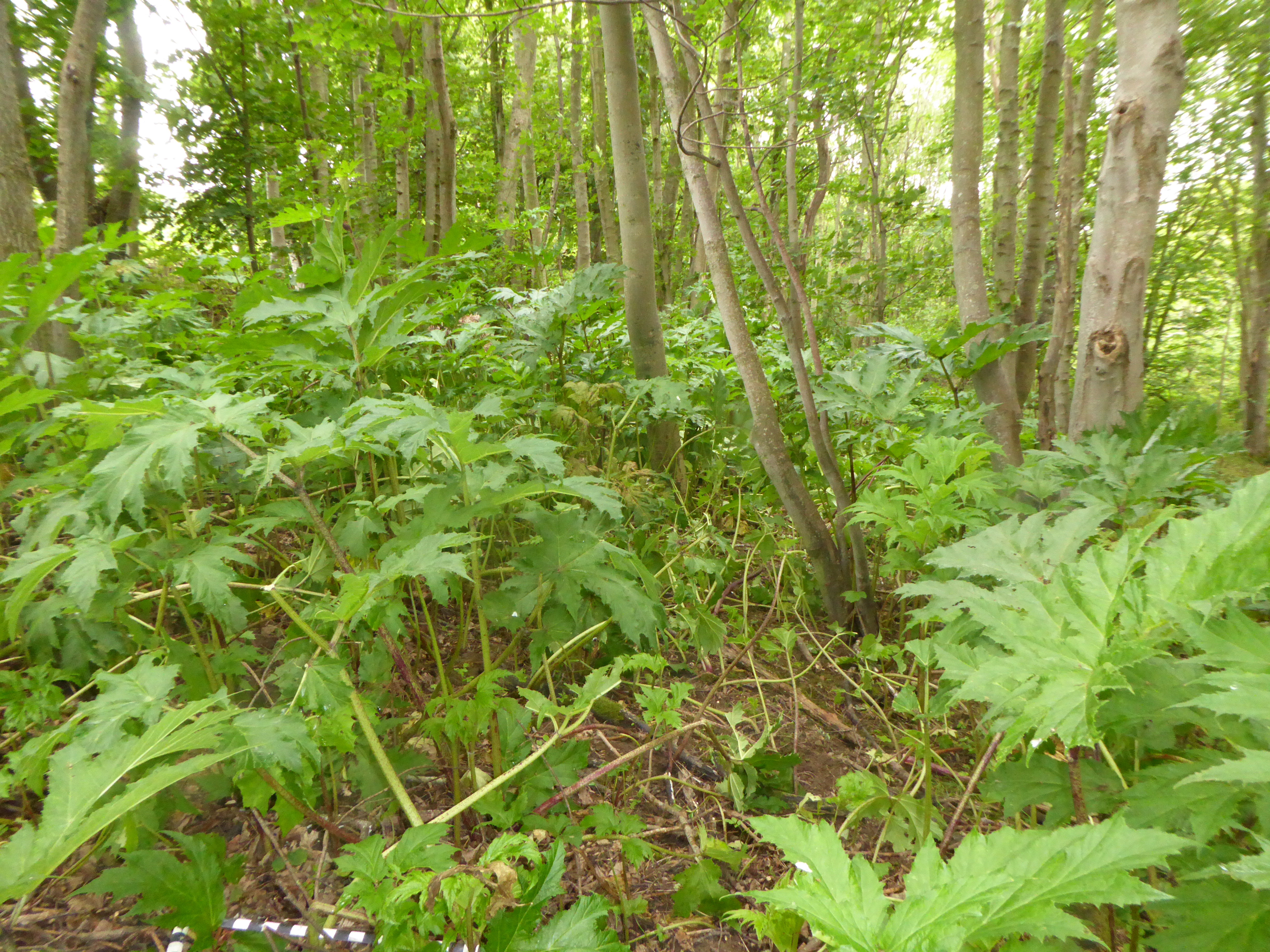 Dense stands of mature giant hogweed plants visible at monitoring point