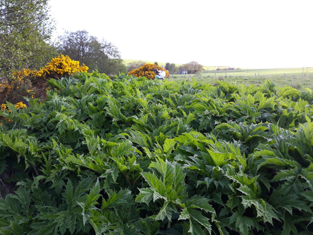 controlling hogweed