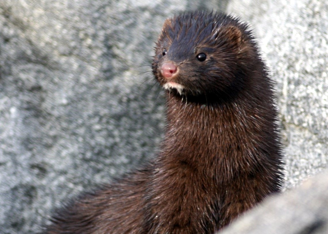 Close up of American mink on rocks - credit NatureScot