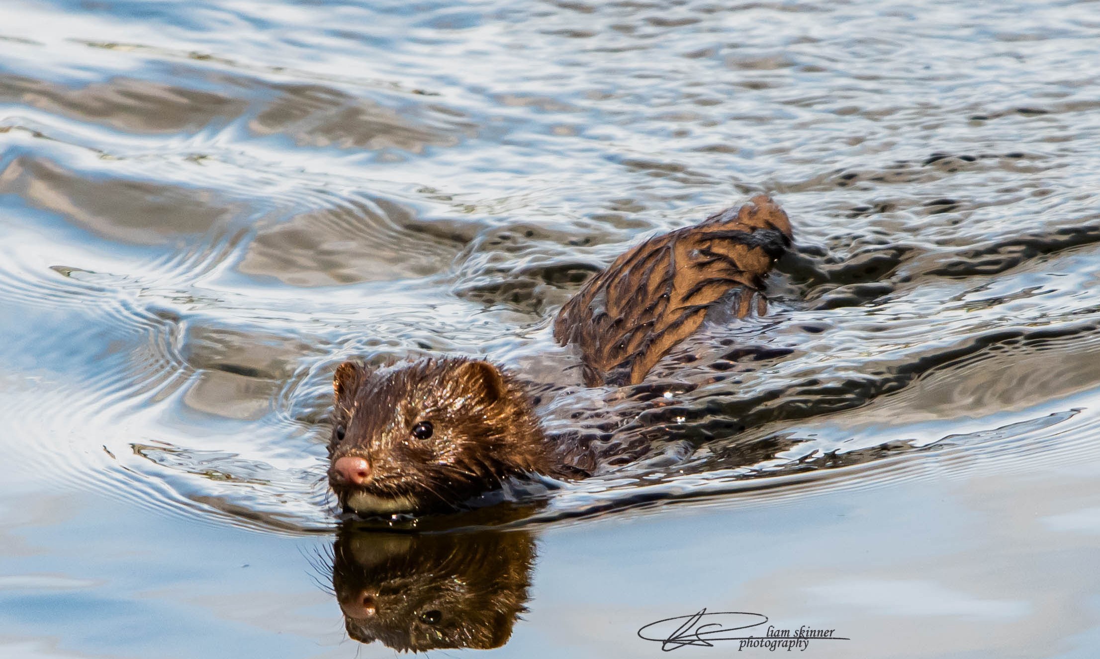 American mink swimming - credit Liam Skinner