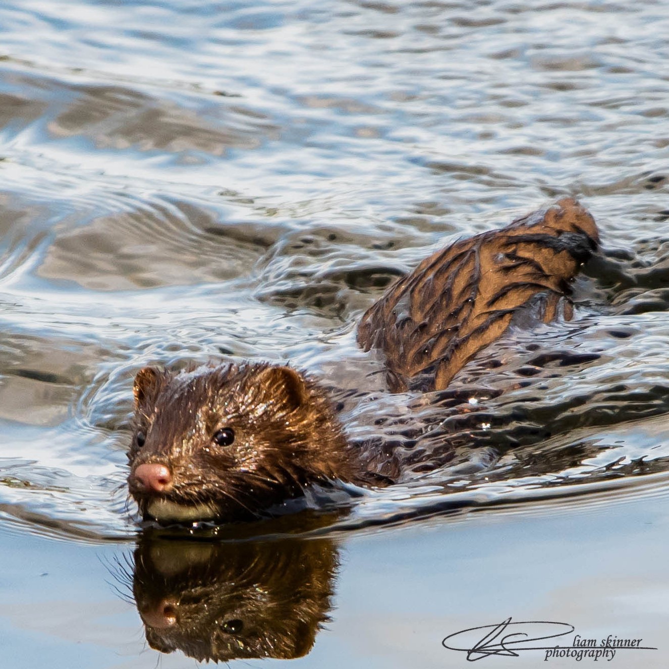 Mink swimming