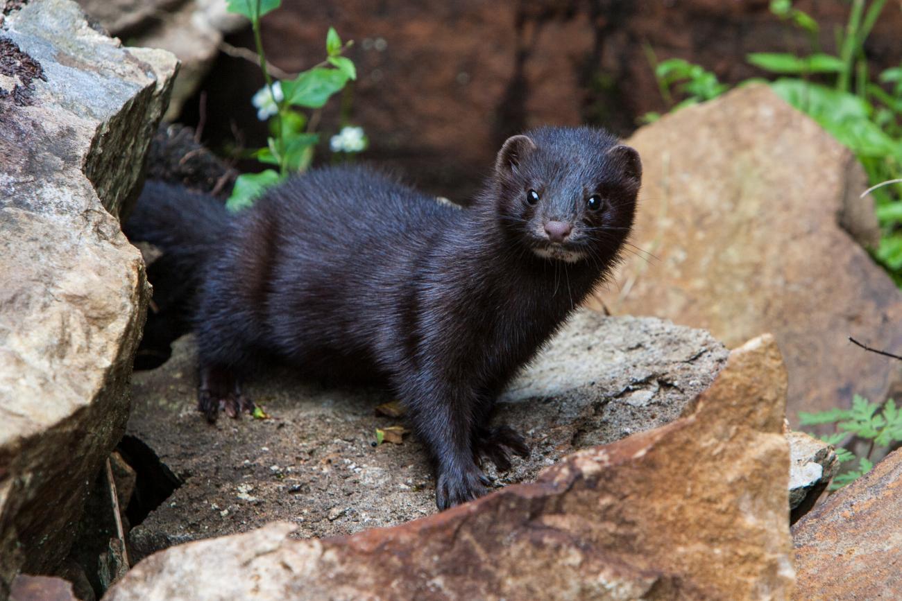 American mink