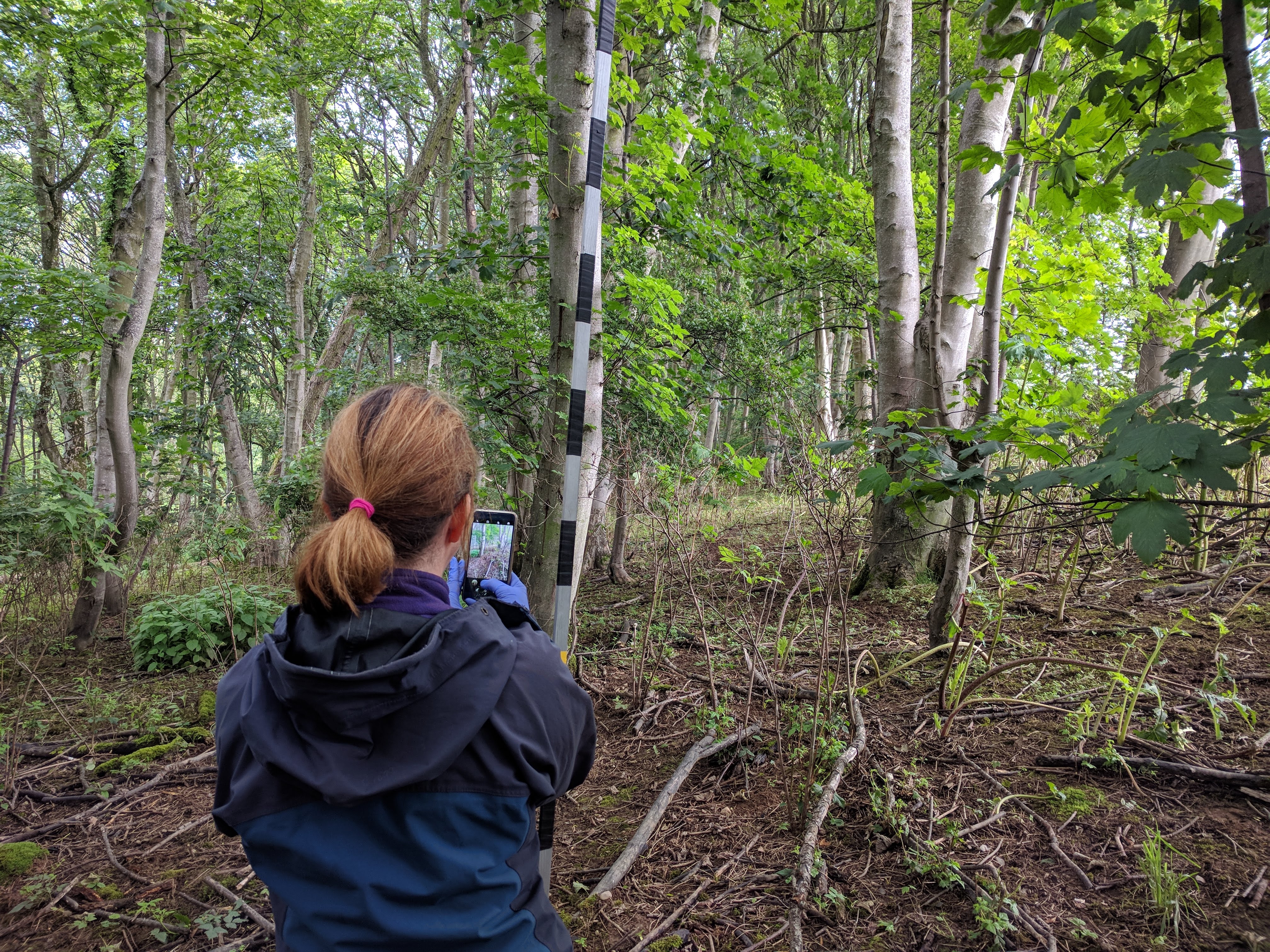 Person monitoring sheep plots