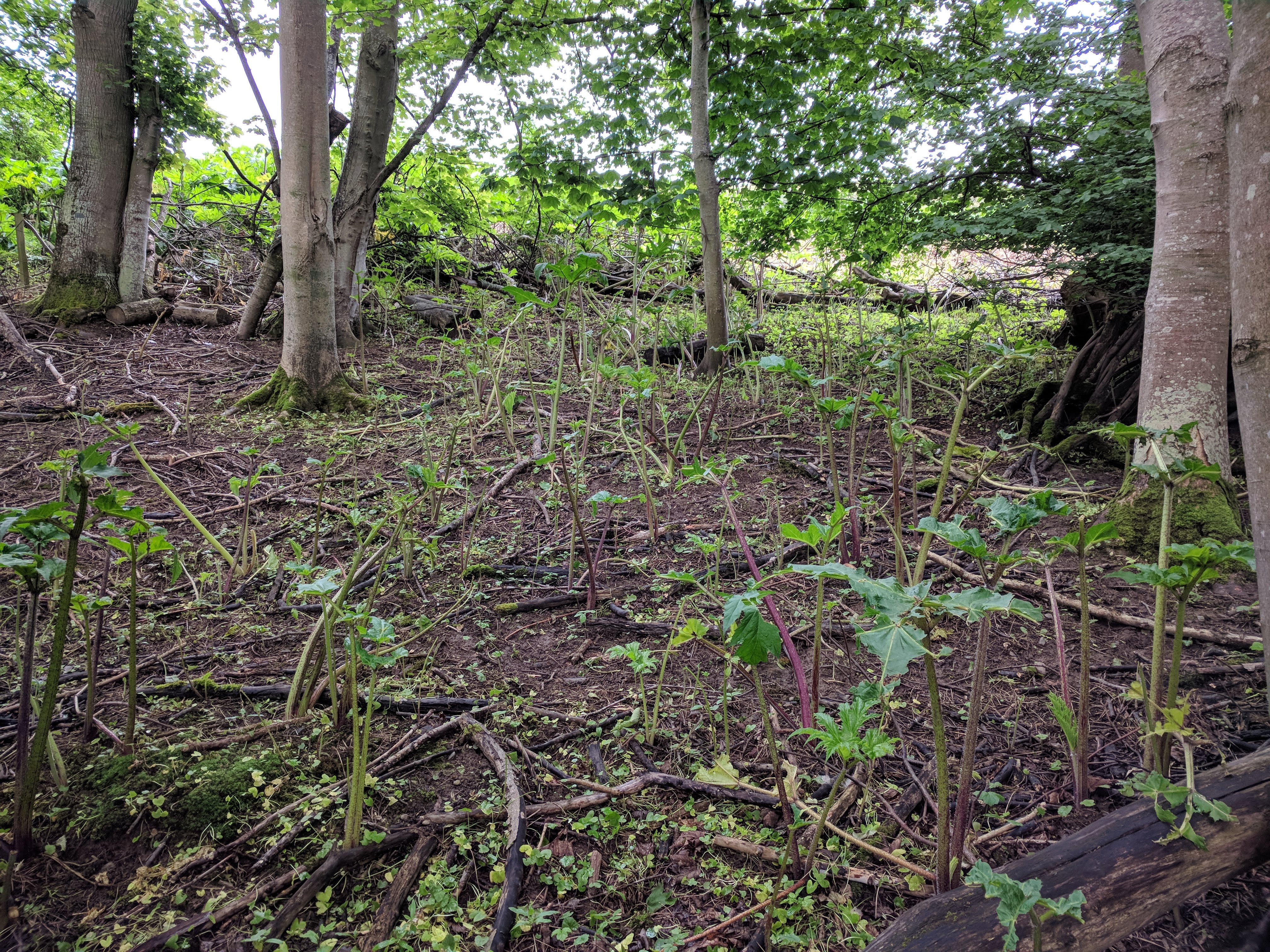 grazed hogweed