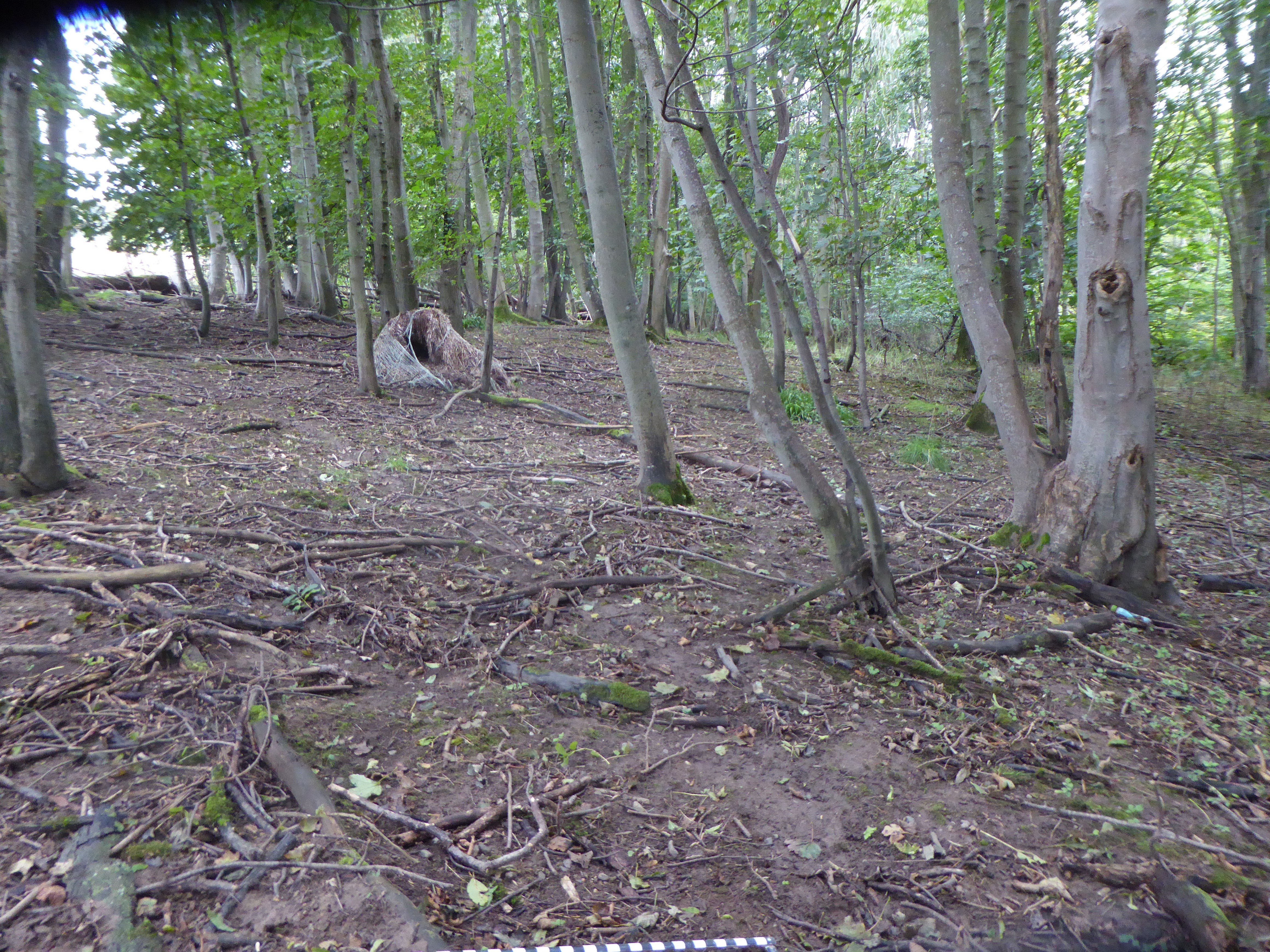 Giant hogweed growth much reduced but much bare ground is visible