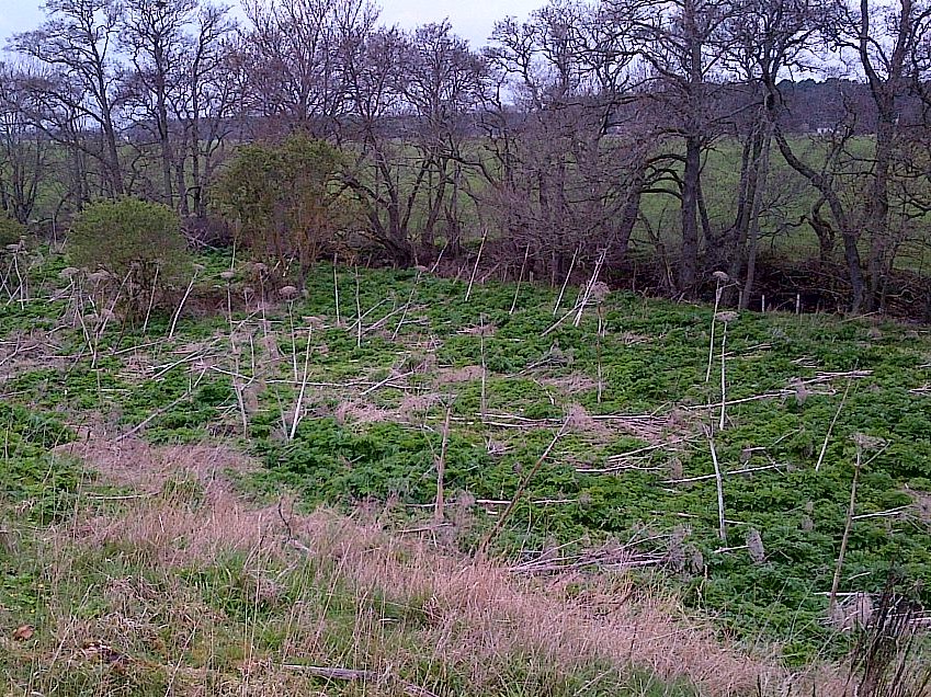 Old mill site April 2019 - dead flowering heads visible from last year 