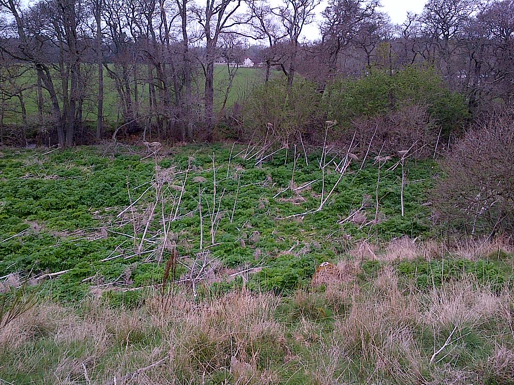 Old mill site April 2019 - dead flowering heads visible from last year - B