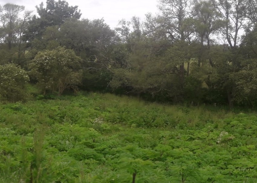 Old mill site June 2020 - no flowering plants visible