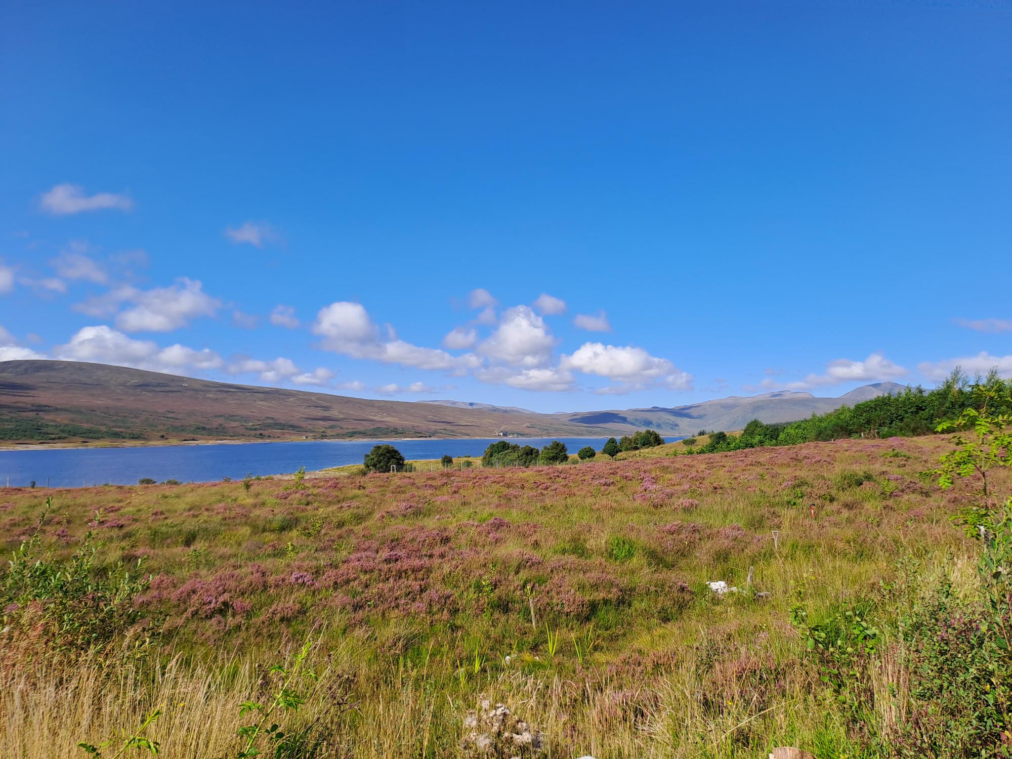 View of Loch Shin and field of heather