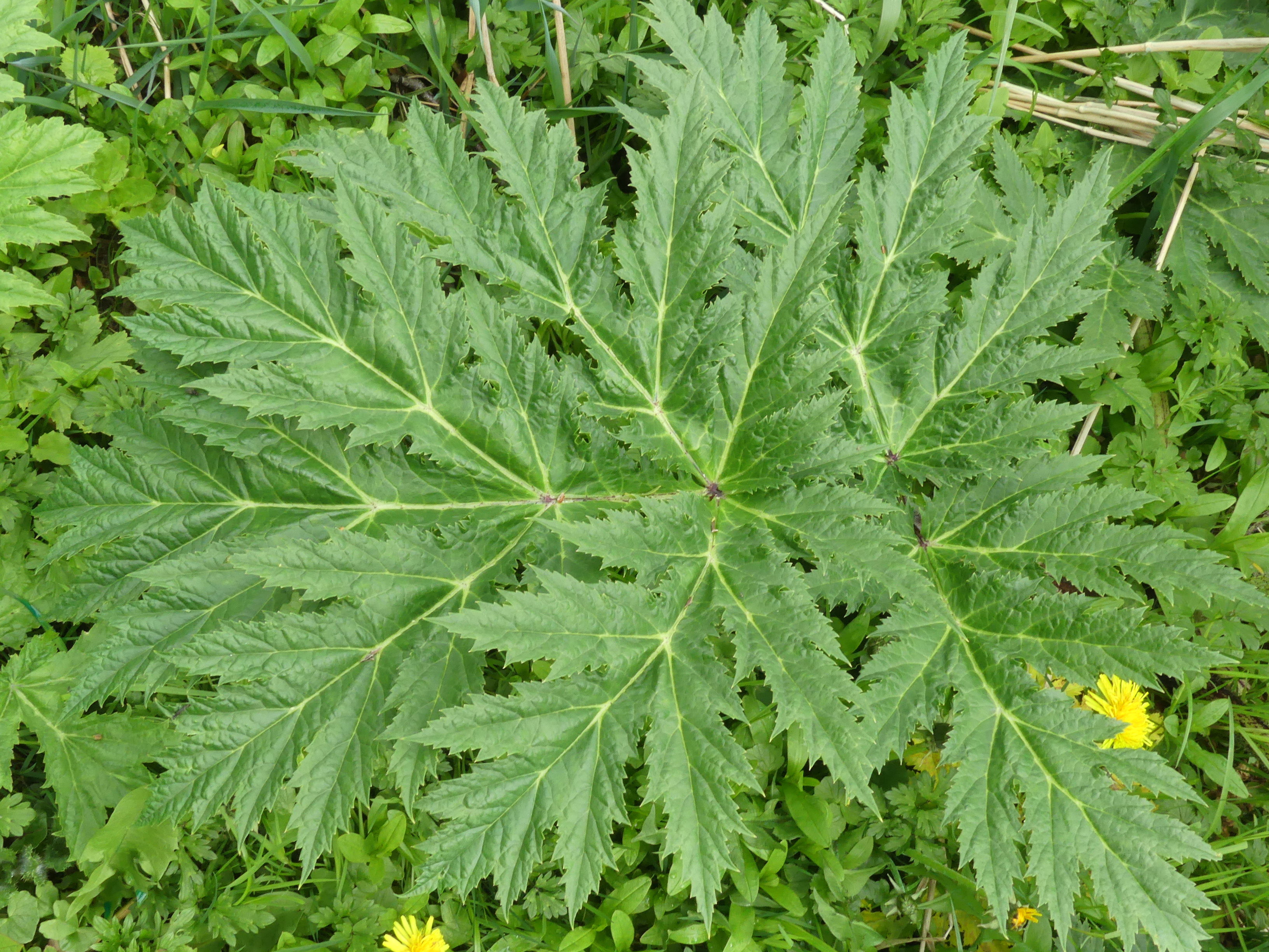 Large giant hogweed leaf with serrated edges