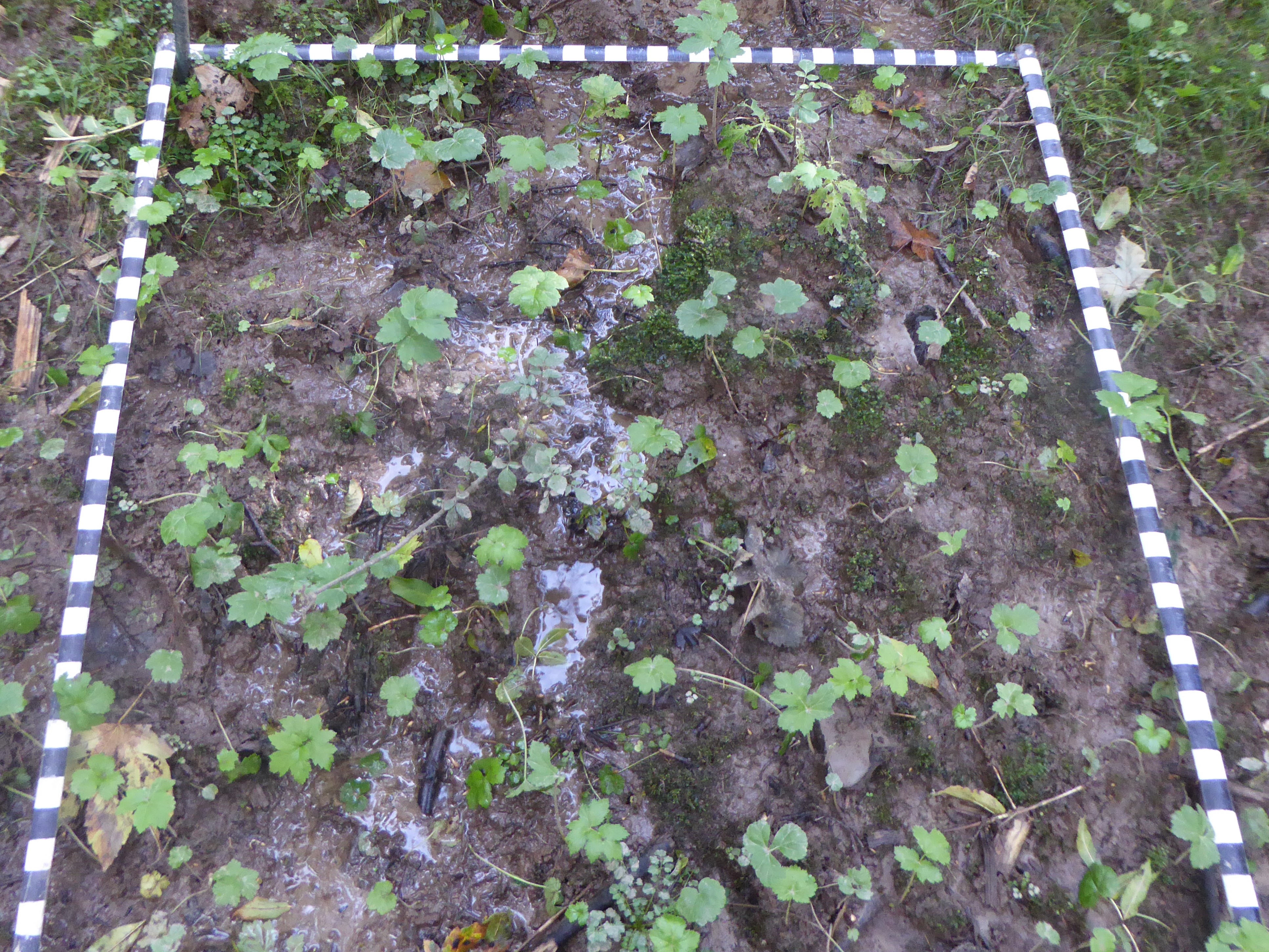 Monitoring square with poached bare soil and proliferation of Giant hogweed seedlings