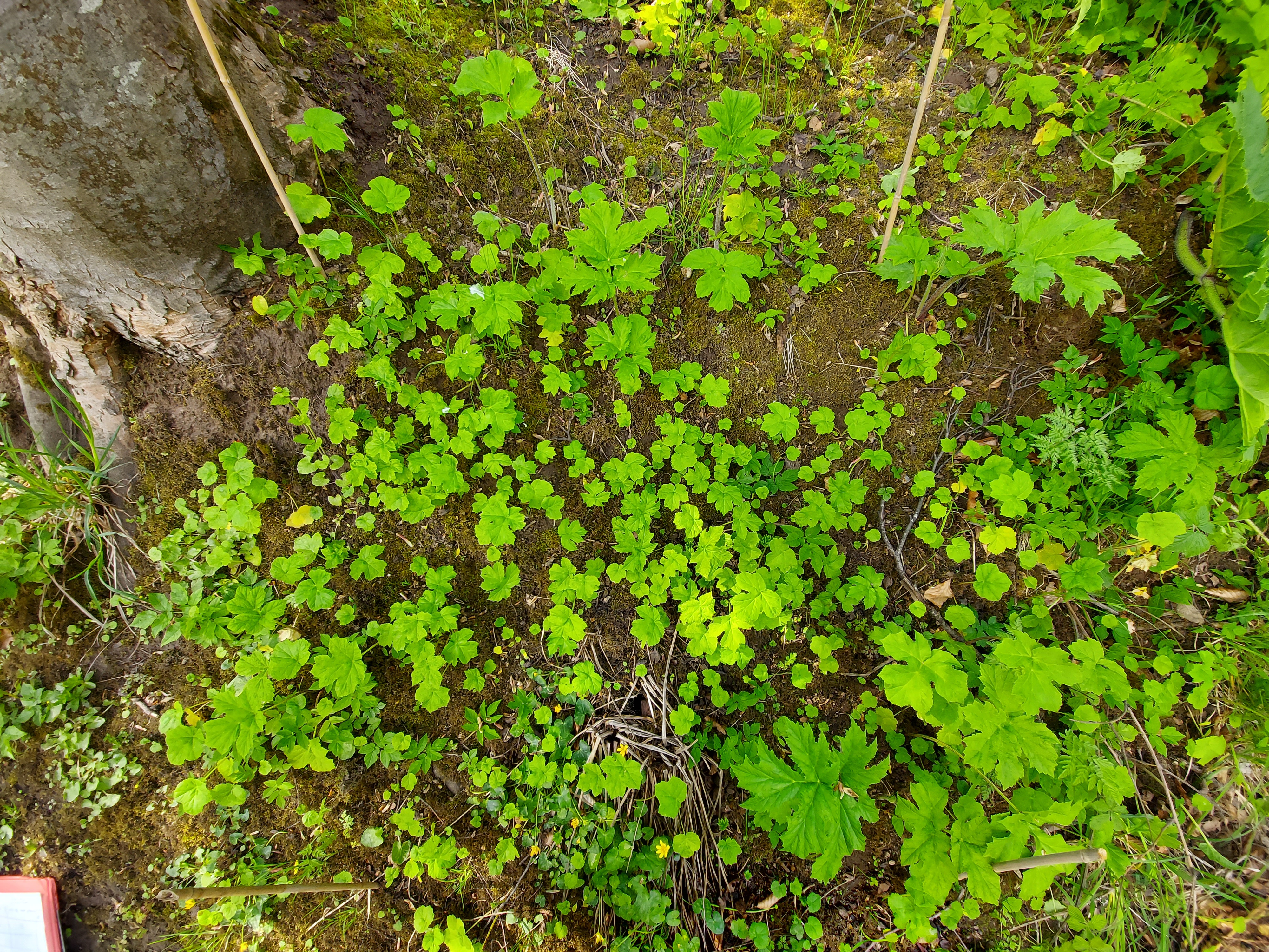 Seedling emergence plot