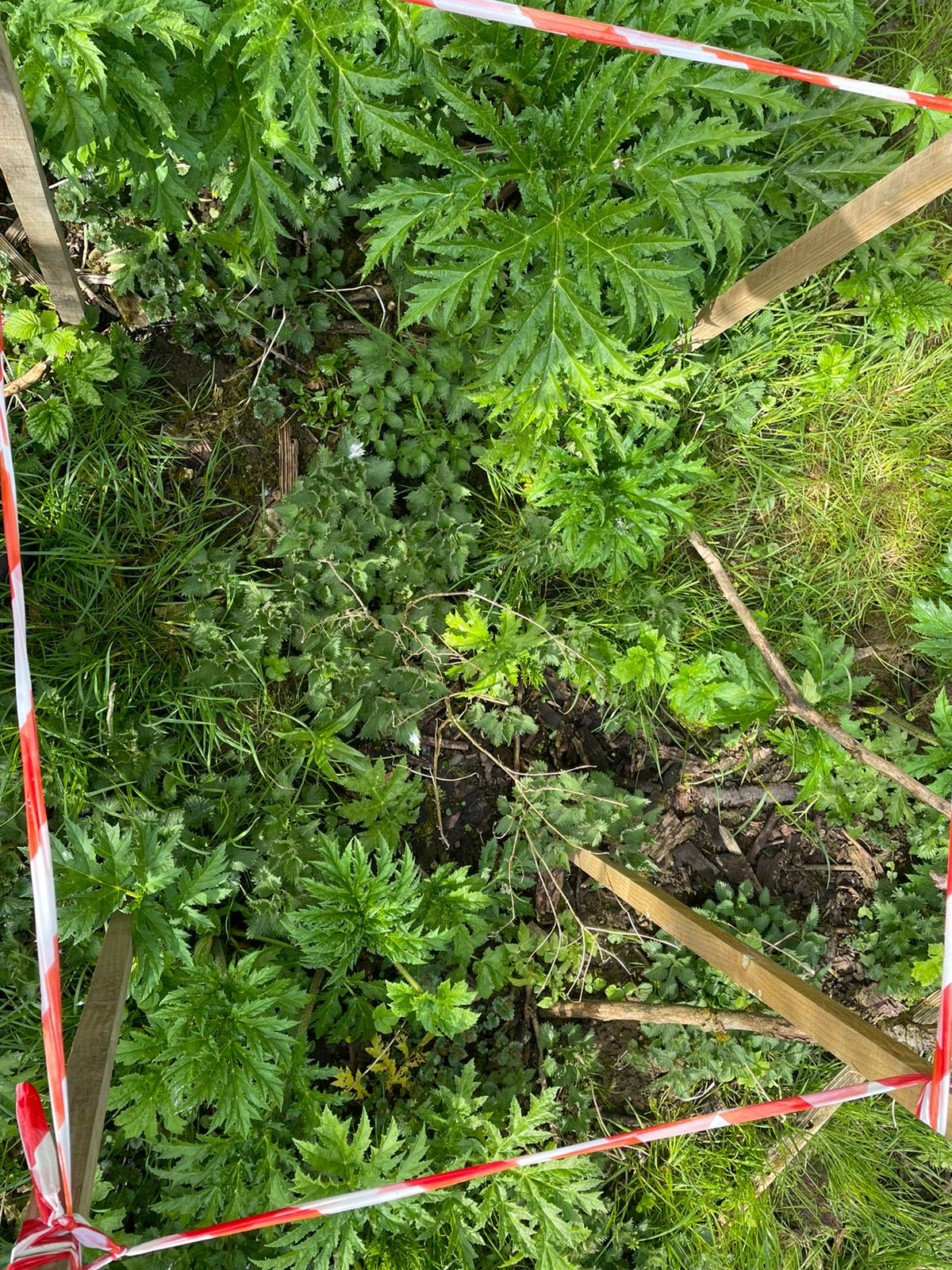 Close up photo of same plot showing hogweed seedling and native vegetation