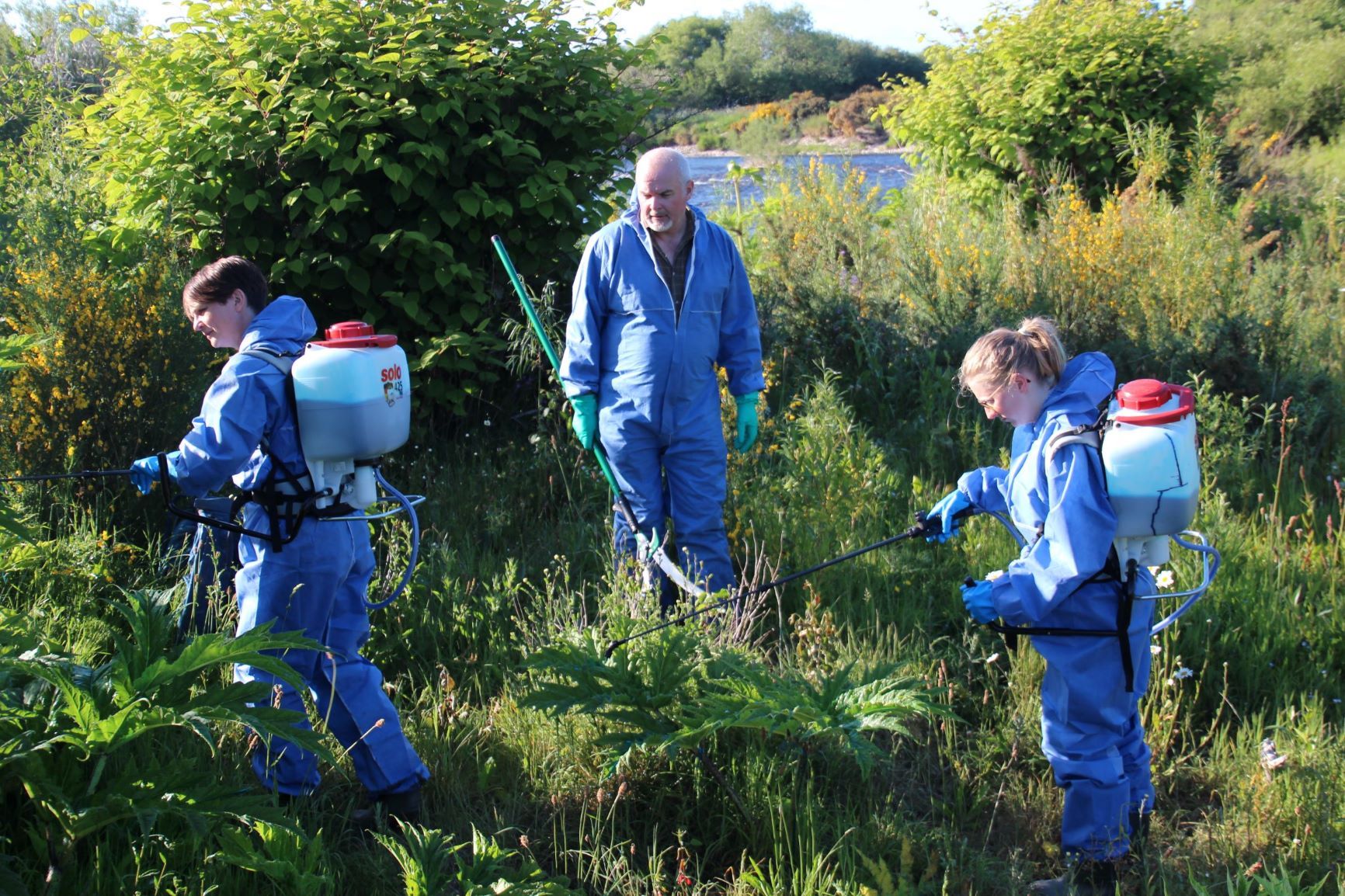 Volunteers spraying giant hogweed