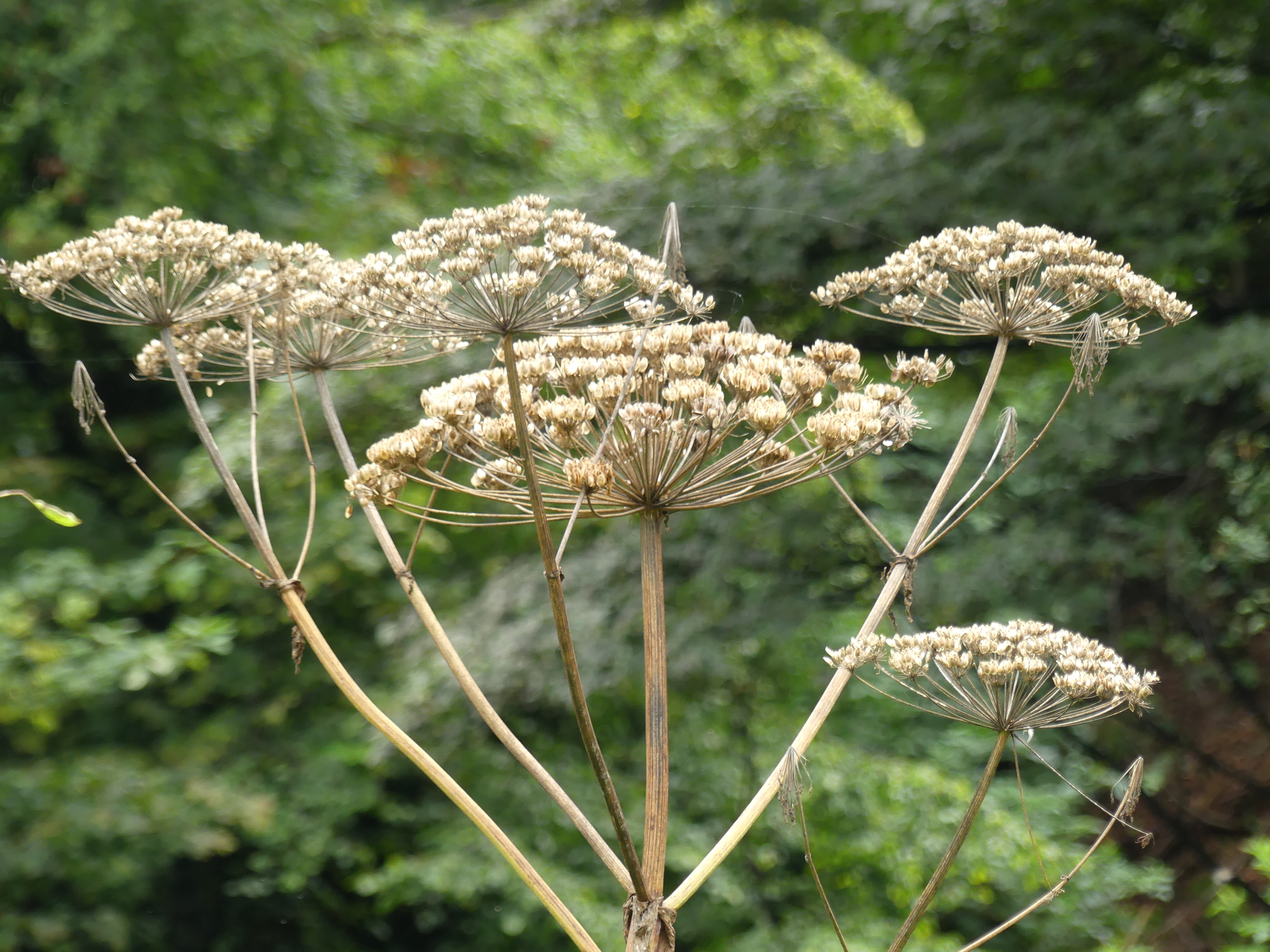 Seed head