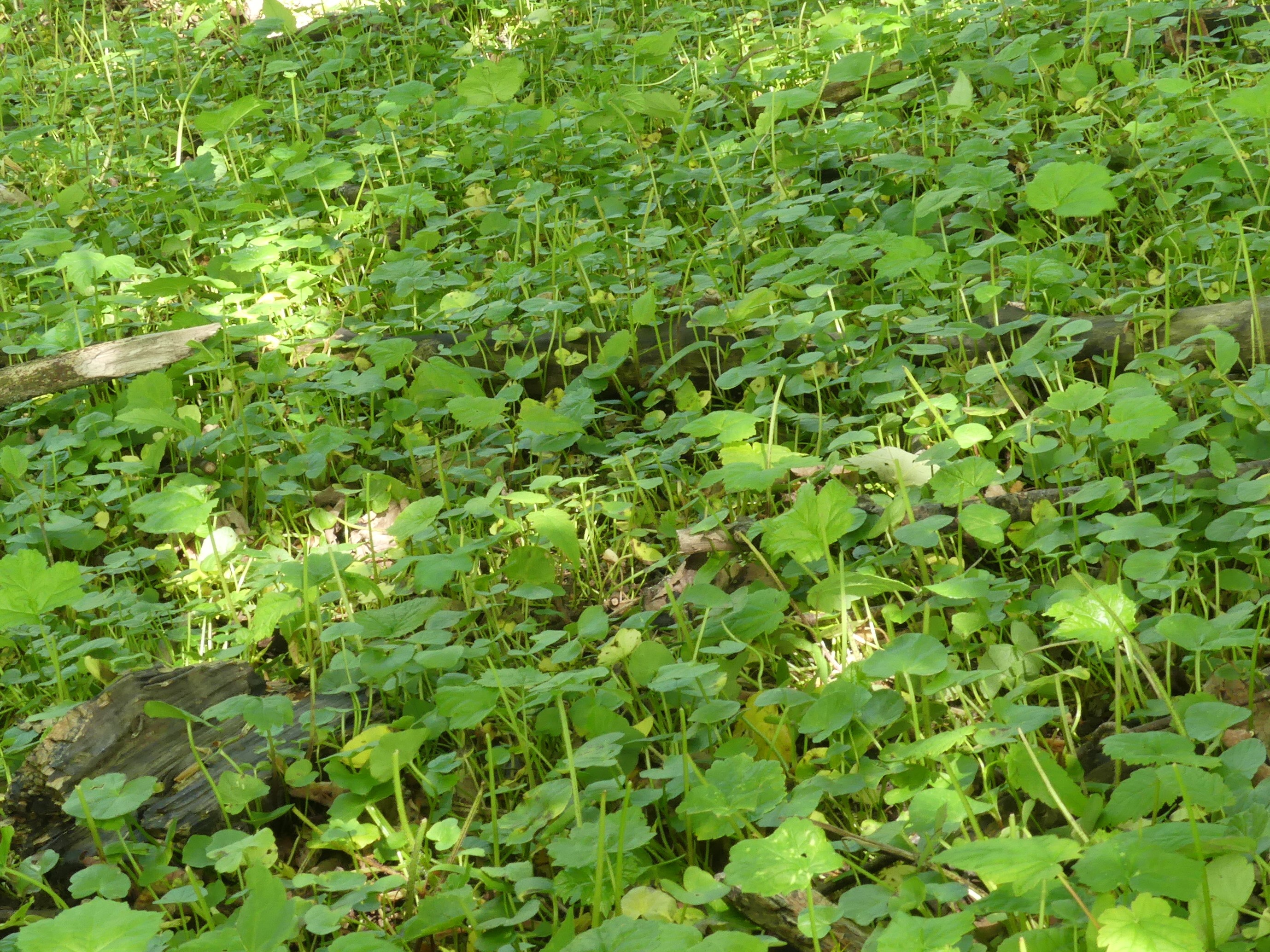Close up image of many giant hogweed seedlings