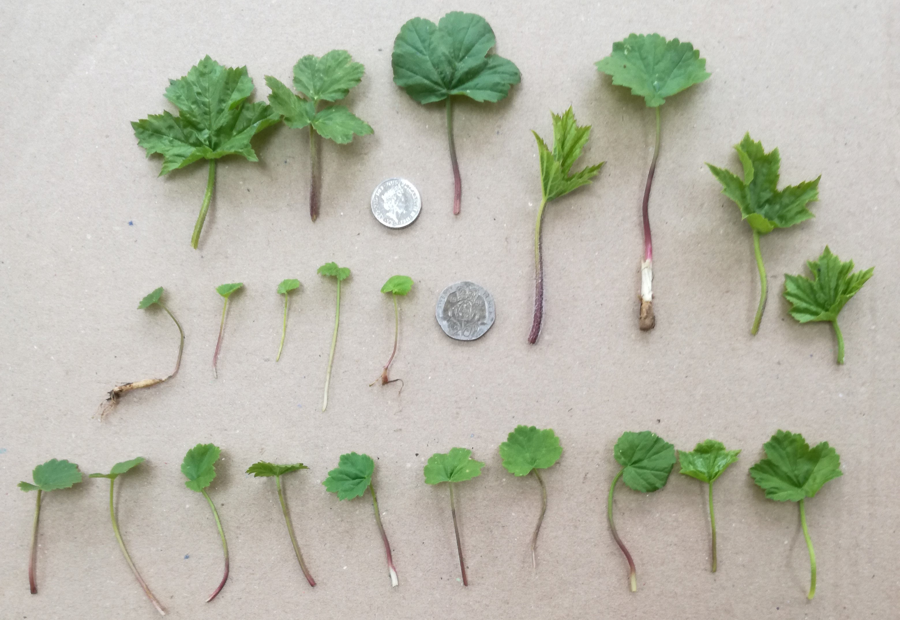 Variation in hogweed seedling morphology