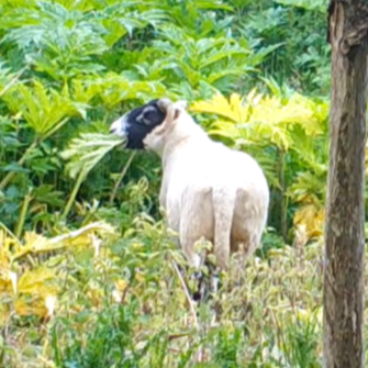 Sheep grazing on giant hogweed