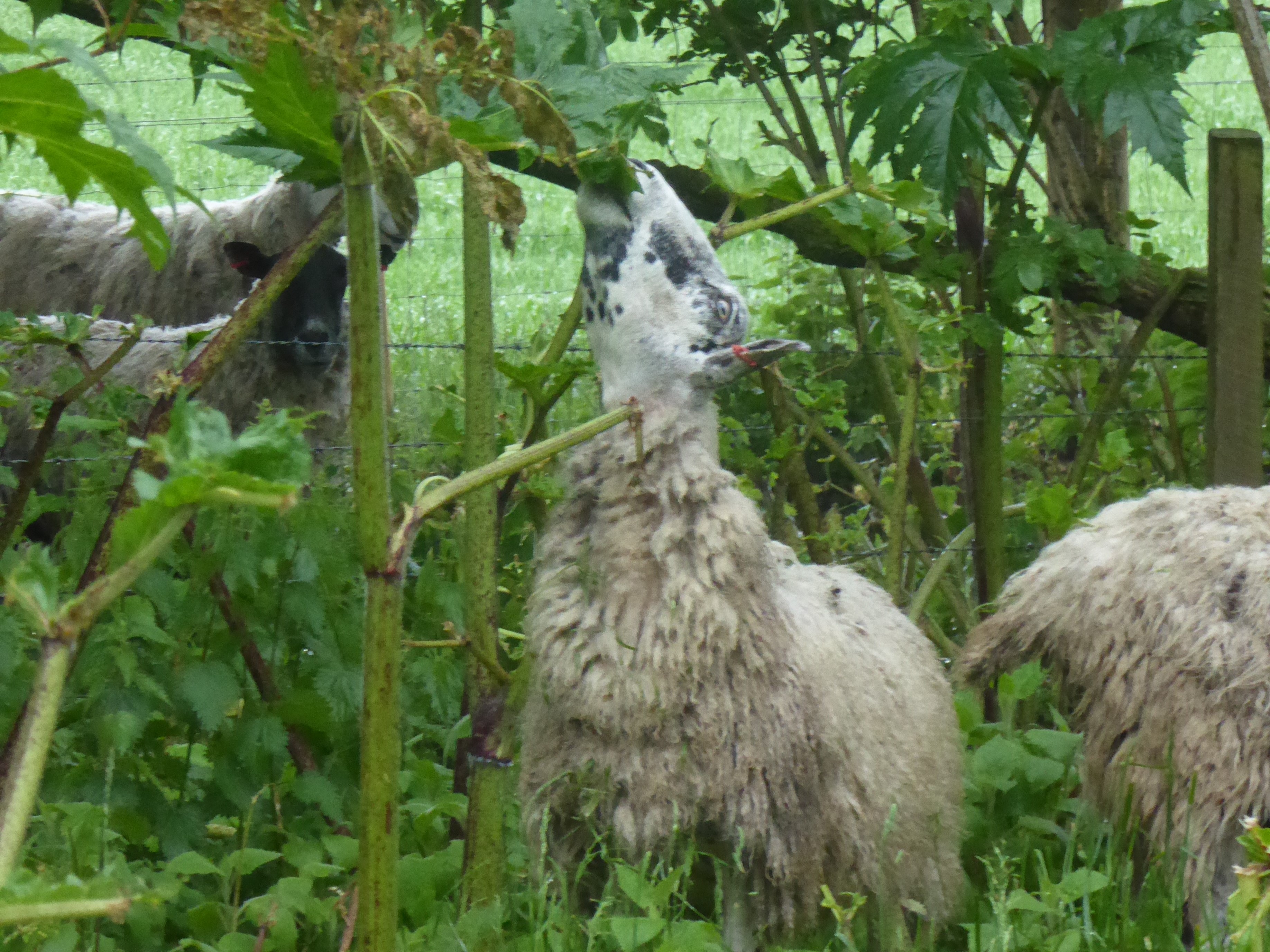 sheep reaching up for giant hogweed leaf