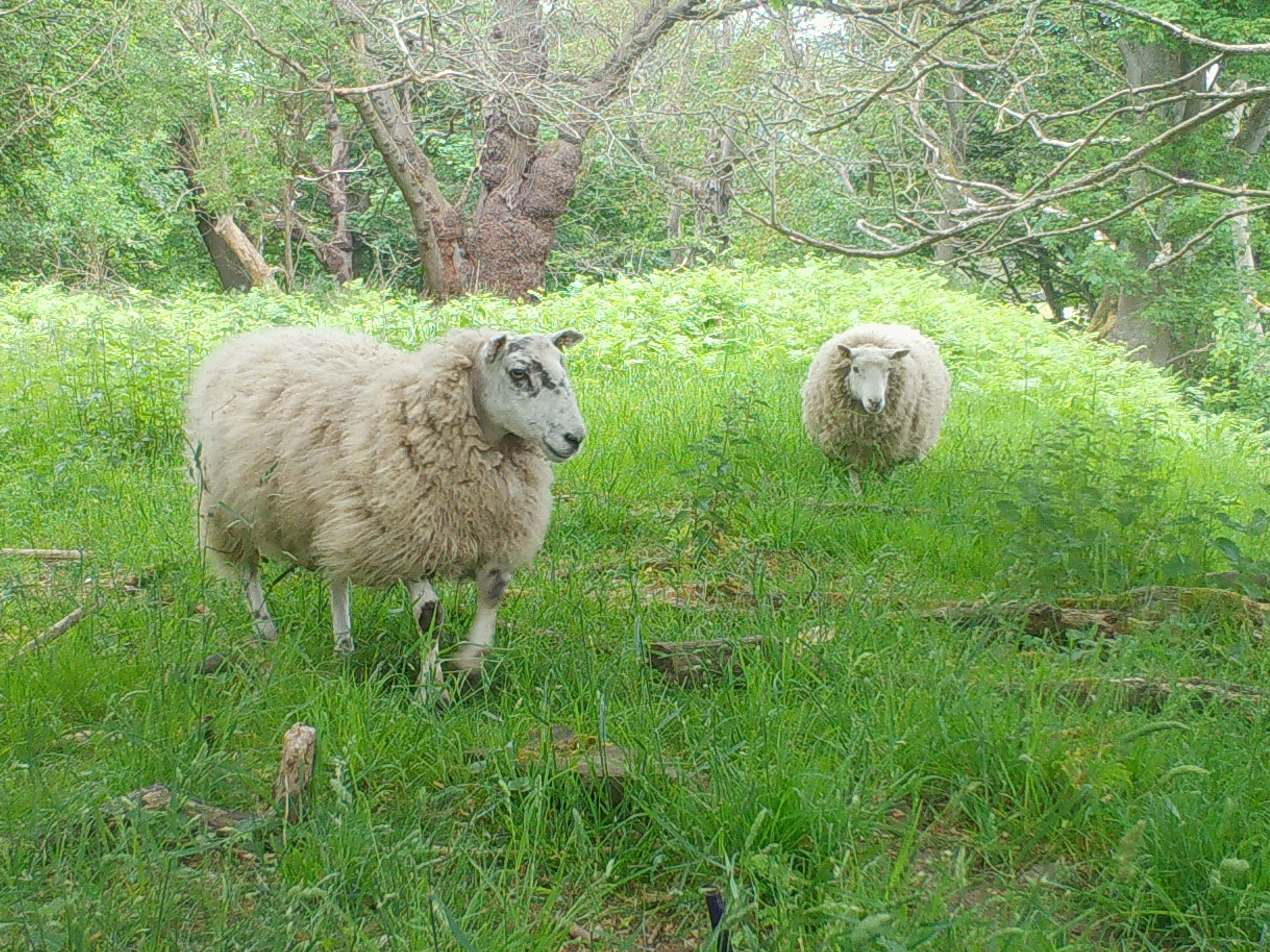 Sheep on the trial site
