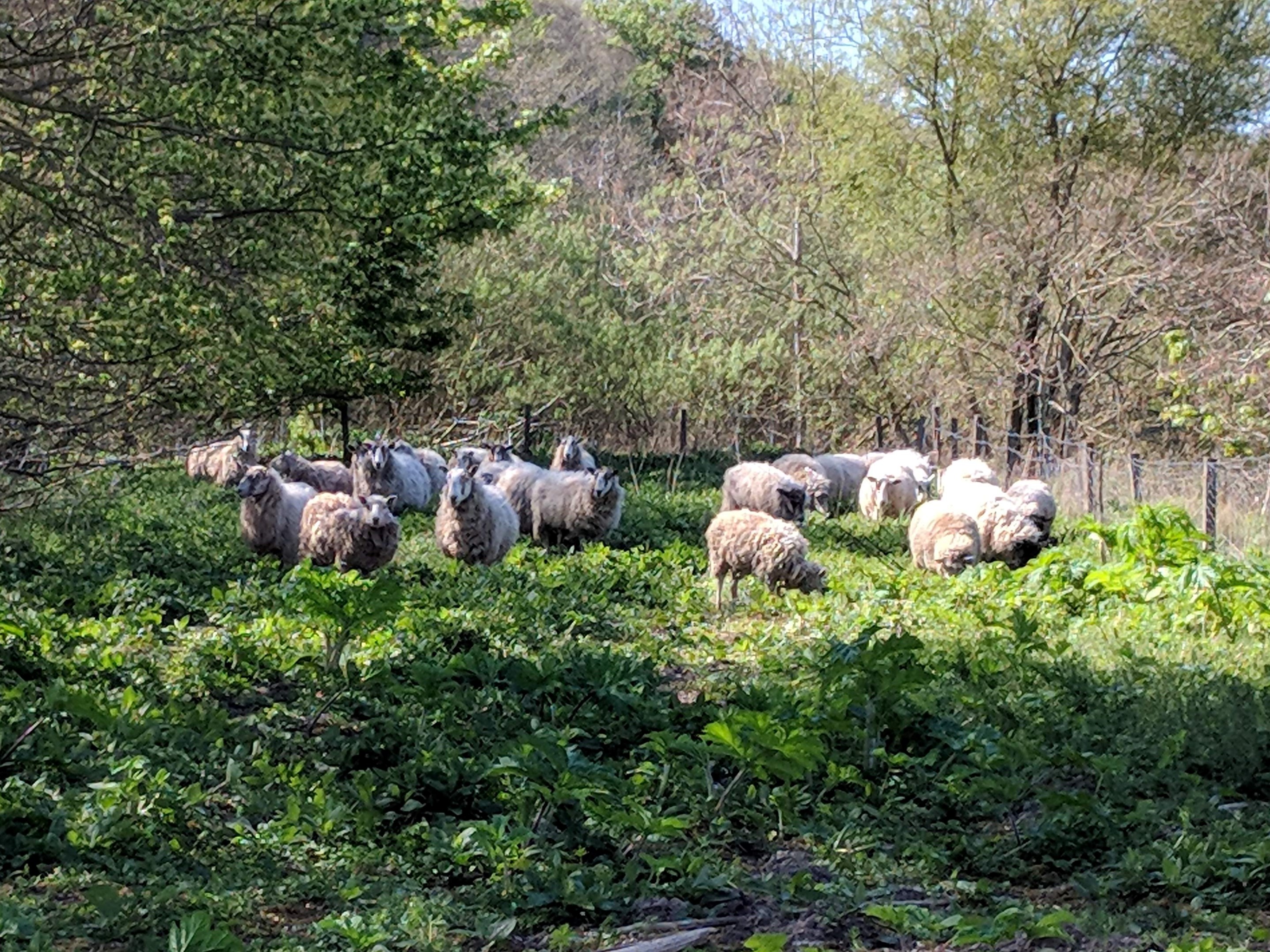 Sheep eating giant hogweed