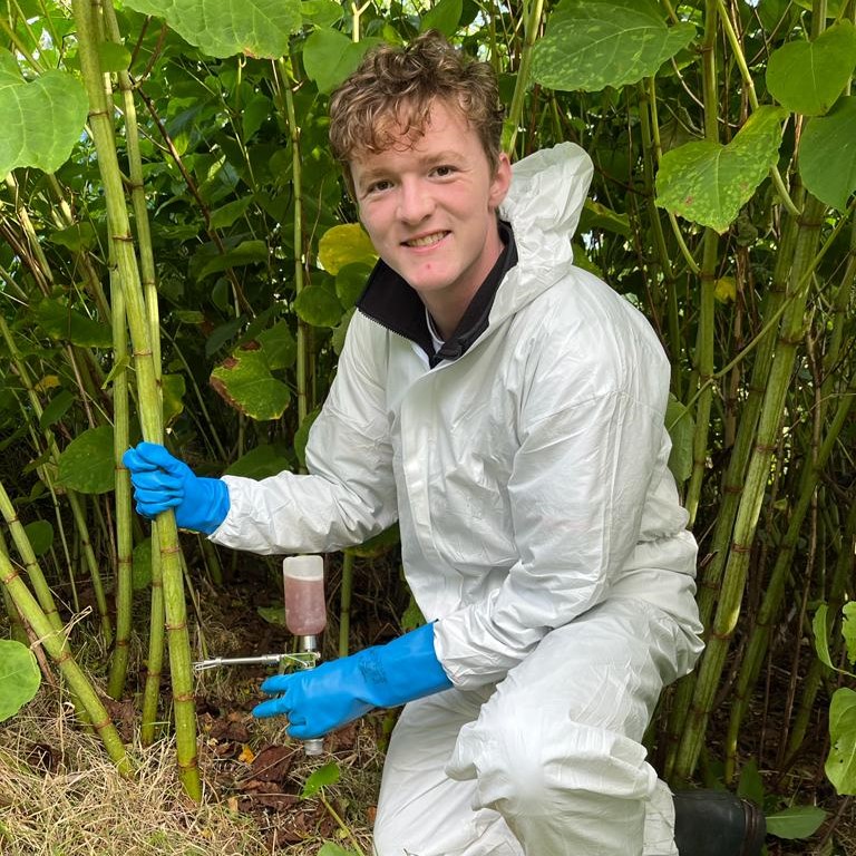 Volunteer stem injecting