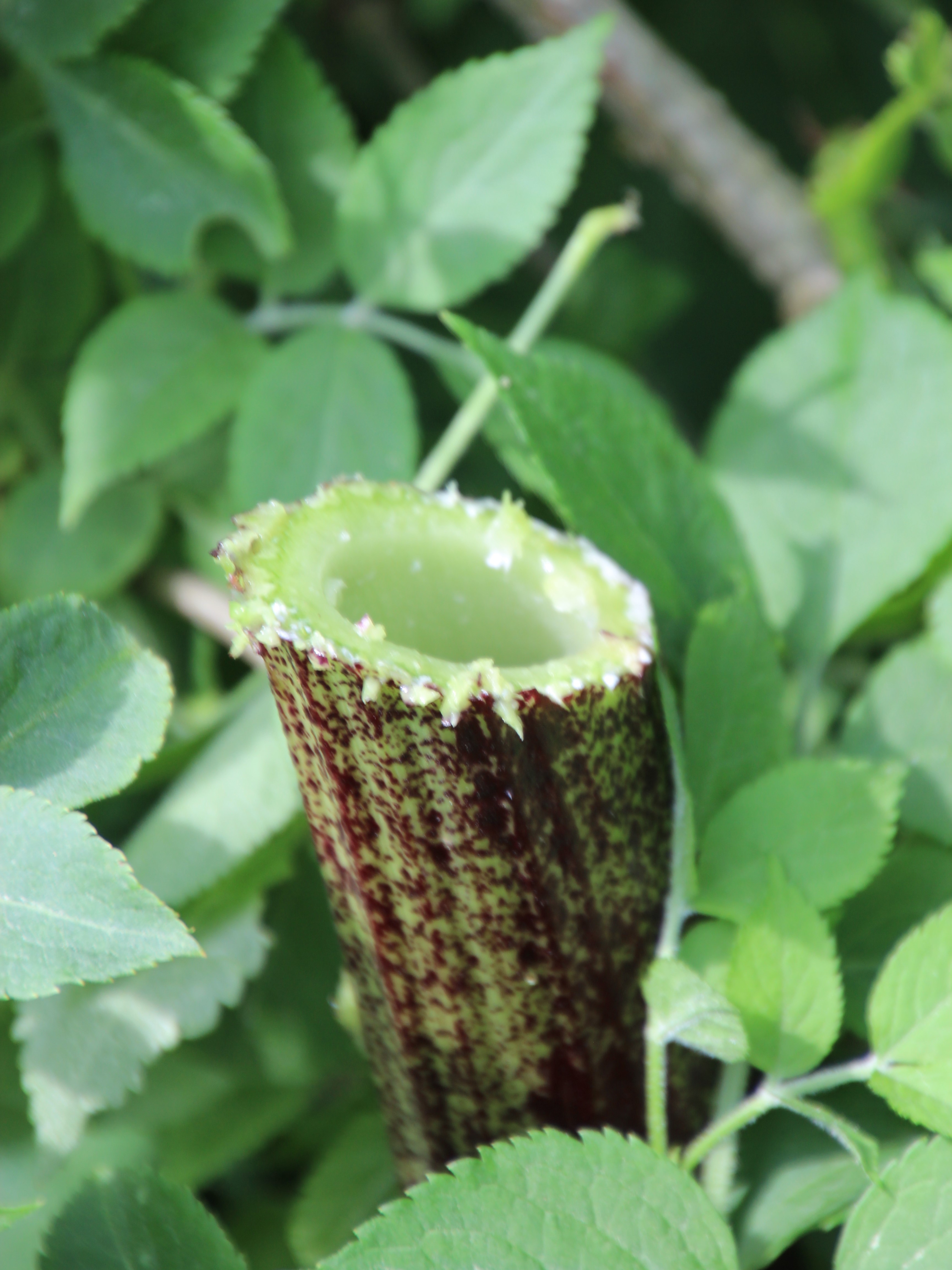 Cut stem showing hollow centre