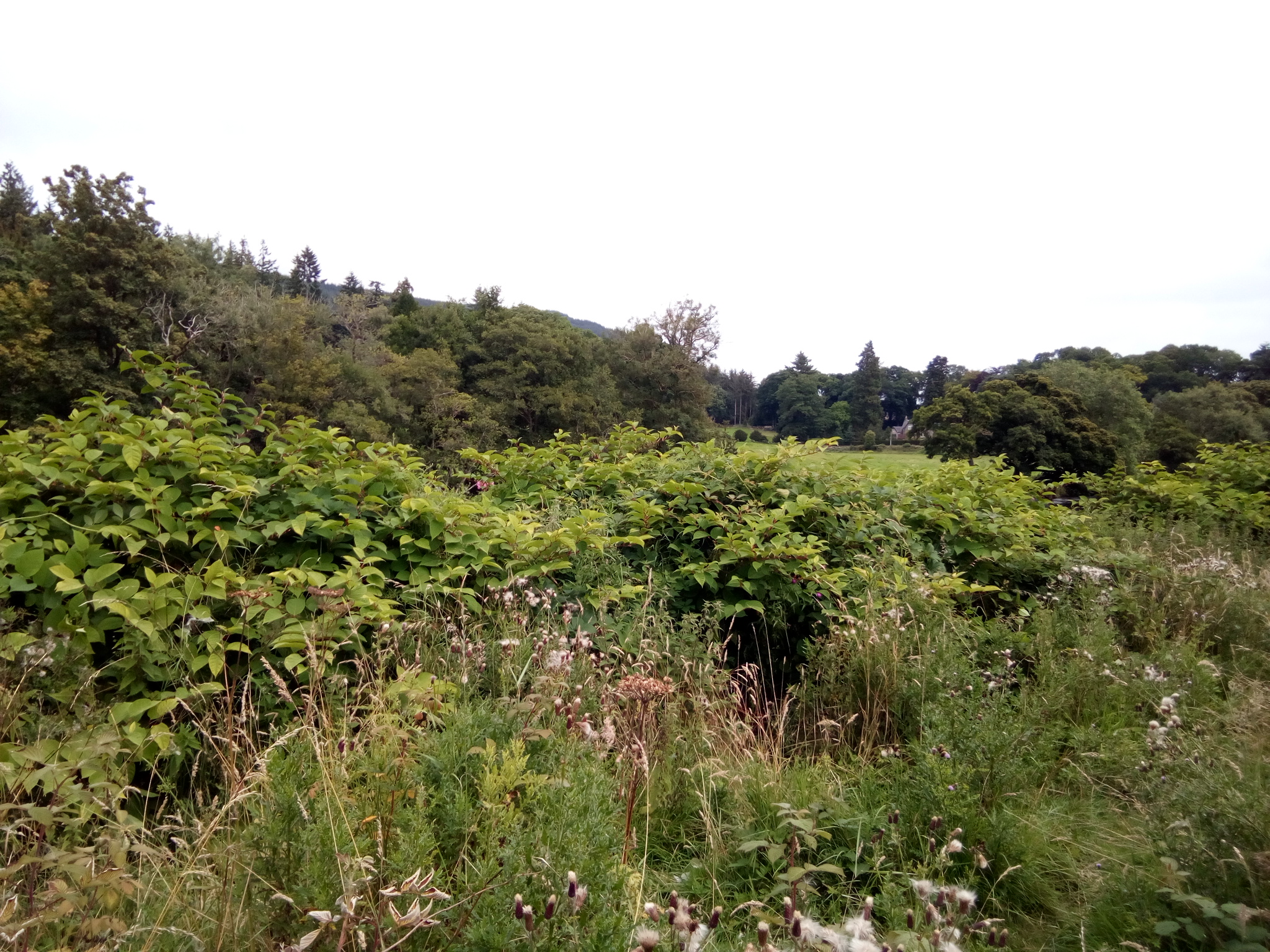 Japanese knotweed at Aberfeldy before treatment